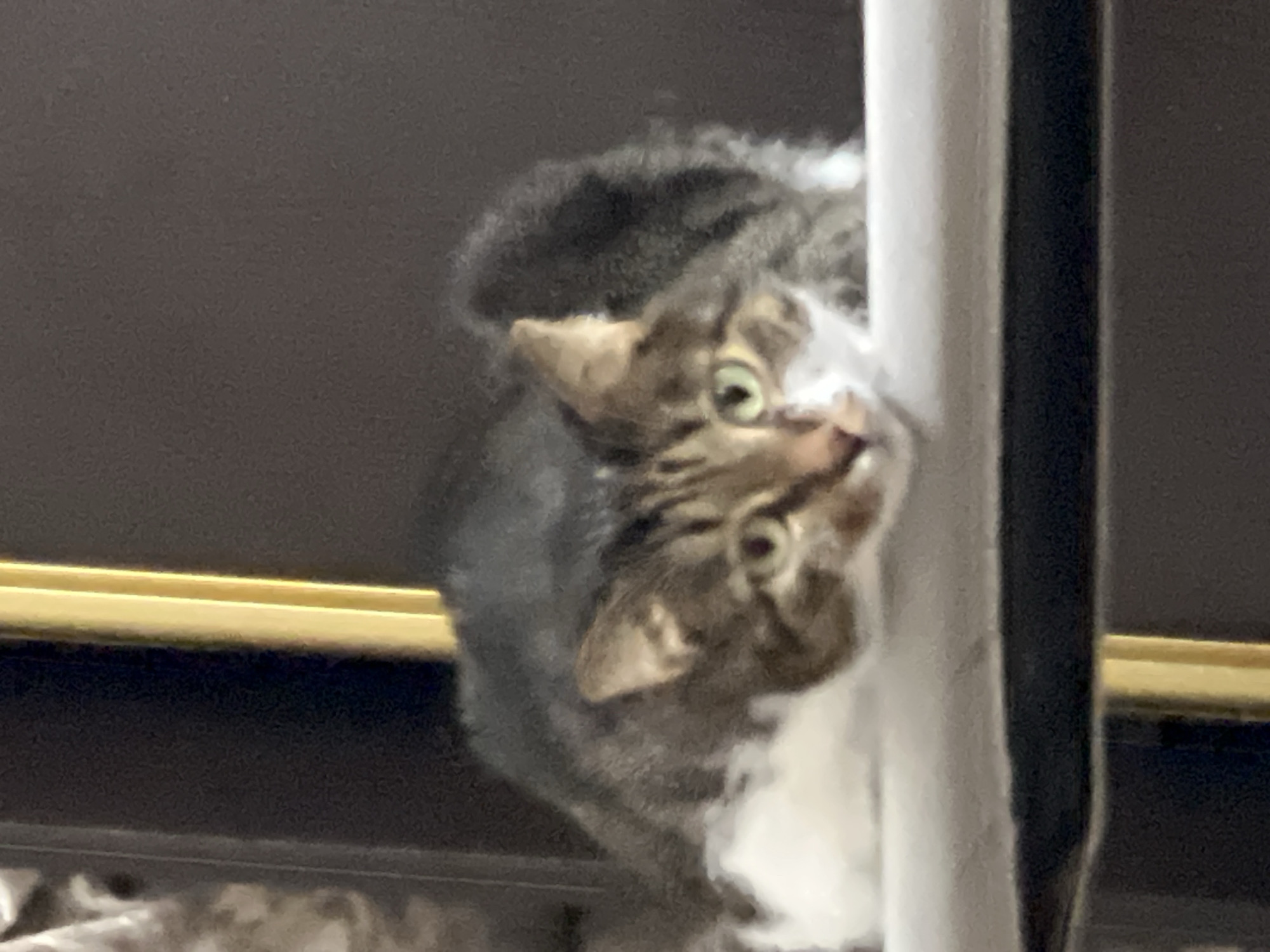 The image shows a tabby cat with green eyes lying on a white surface. The cat is mostly brown and black with white markings on its chest and face. The background is dark and out of focus, with a hint of a gold-colored vertical element on the left side of the image. There is no discernible information in the image that would indicate a specific location in the city of Kizilyurt, Russia.
