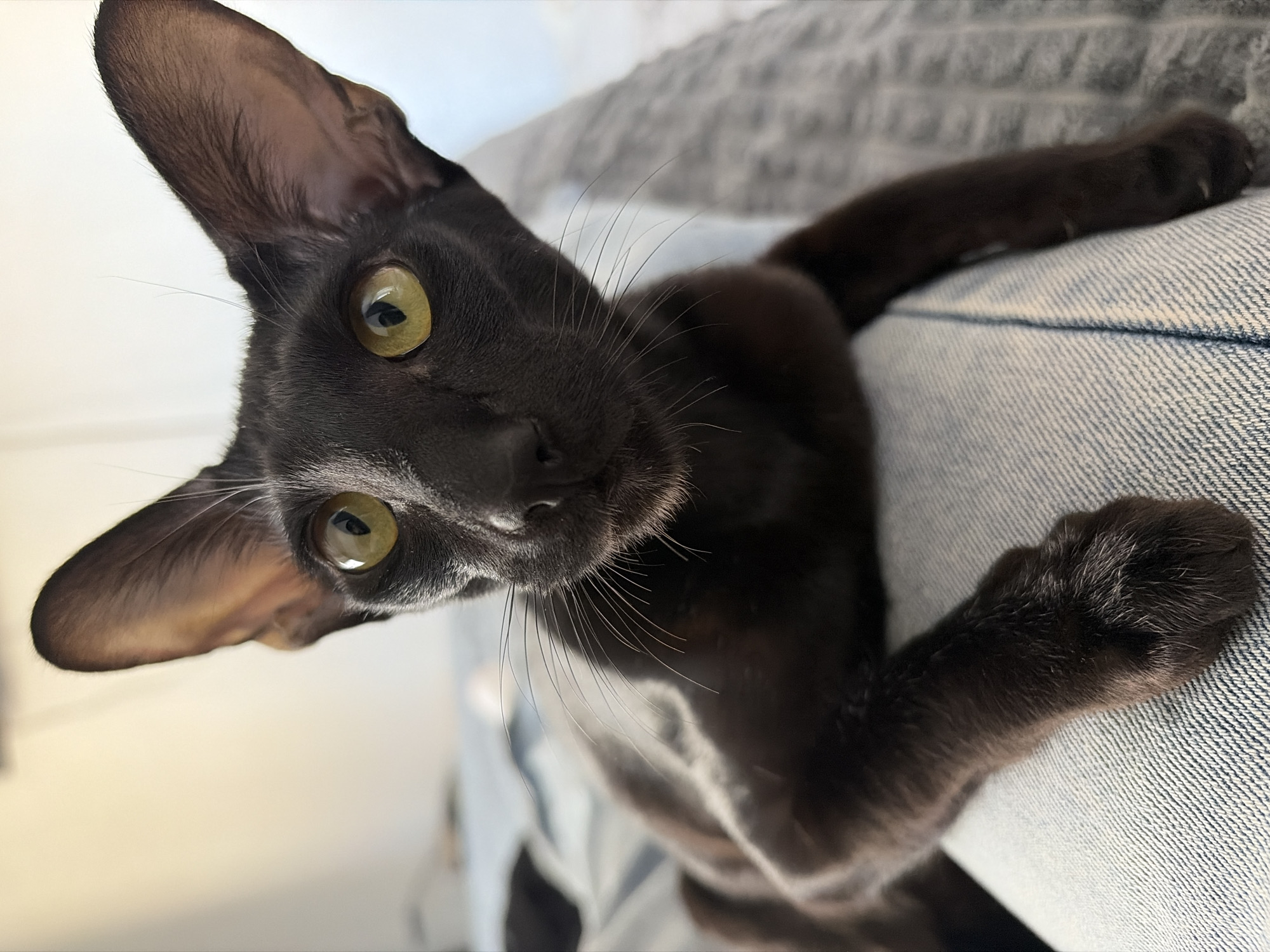 A black cat with yellow eyes is resting on a light blue denim surface. The cat's head is tilted towards the camera, and its paws are gripping the denim. The background is blurred and out of focus. There is no indication in the image of the city of Chaikovsky, Russia.