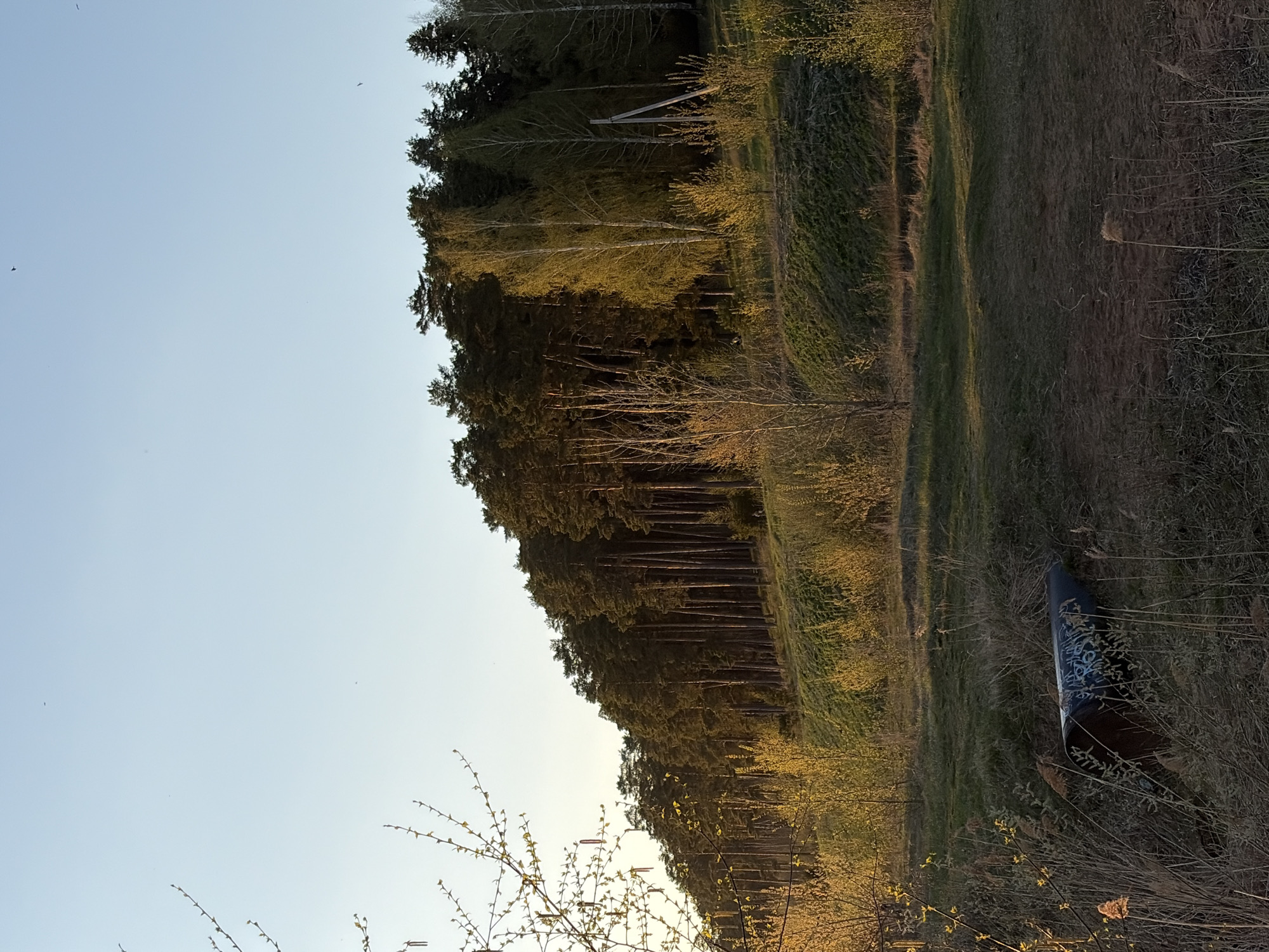 The image shows a landscape with trees and vegetation. The scene is dominated by a dense line of trees on the left side of the image, transitioning to a grassy area on the right. There is a clear blue sky in the background. A dark object with some decorative patterns can be seen in the foreground on the right, partially obscured by the vegetation.
The location and city of Izhevsk, Russia, cannot be verified from the image alone, as there are no identifiable landmarks or geographical features specific to that location.