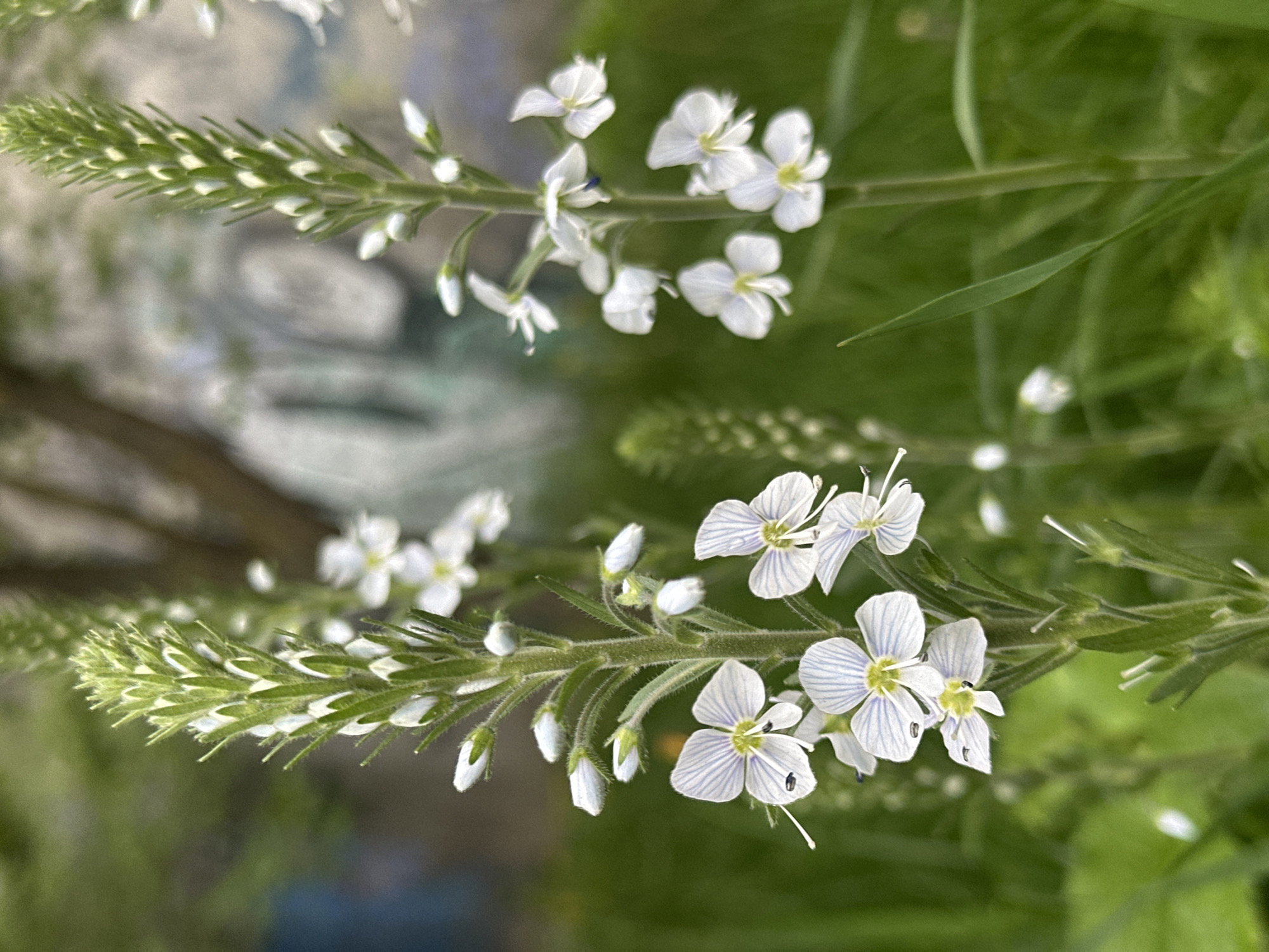 The image captures a close-up view of a flowering plant, specifically a species of Veronica, potentially a Speedwell variety. The plant features slender, elongated stalks densely packed with small, white flowers that have delicate blue or lavender stripes on their petals. Some flowers are in full bloom, while others appear as unopened buds. The background consists of blurred greenery, indicating an outdoor environment likely a garden or a grassy area. The location is unspecified, the setting is natural and focused on the botanical elements.