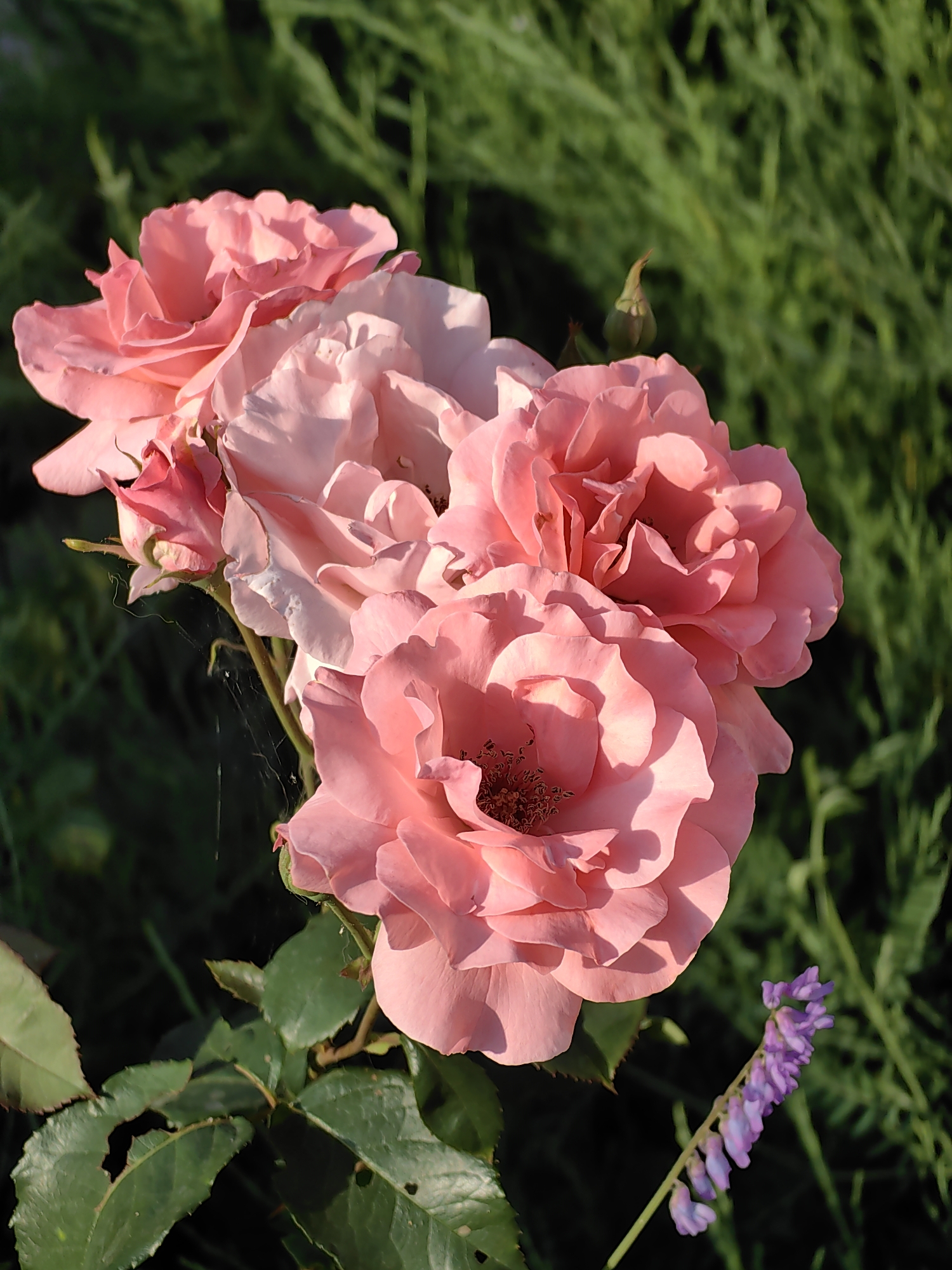This image shows a close-up of a cluster of pink roses in bloom, set against a blurred green background of foliage. The roses are the dominant subject, with varying degrees of openness, some appearing fully bloomed and others still tightly furled. Delicate spiderwebs are visible clinging to the stems between the flowers. In the lower right corner, a small sprig of purple flowers is also visible. The scene is outdoors, likely in a garden, with natural light illuminating the roses. No people are present in the image. The location is identified as Fanipal, Belarus.