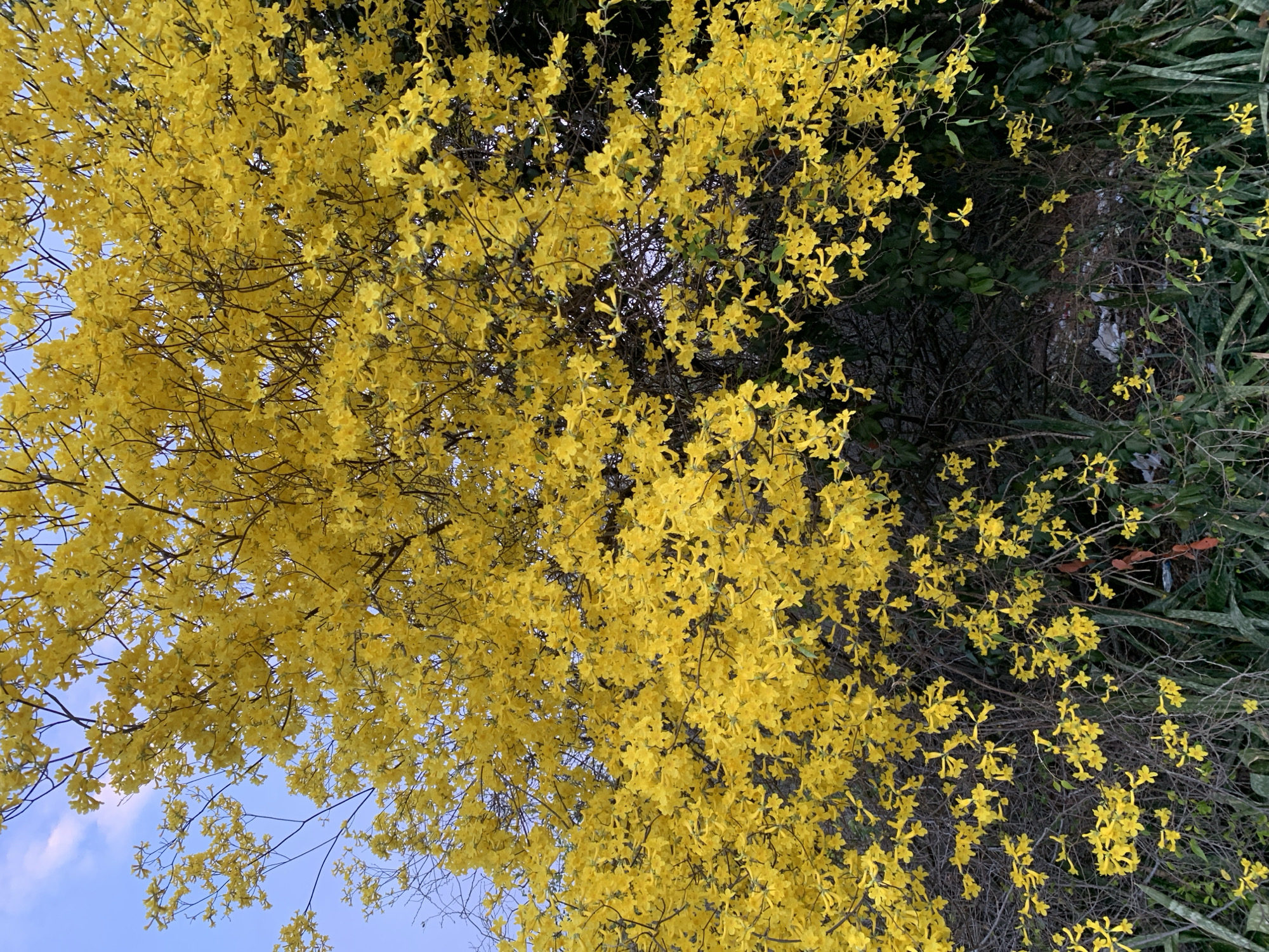 This vivid, close-up photograph captures a tree or large shrub heavily laden with bright yellow, trumpet-shaped flowers. The dense mass of golden blooms fills most of the frame, with numerous slender, dark branches interspersed among the blossoms. Through gaps in the flowering canopy, especially towards the bottom left, a clear, light blue sky with faint white clouds is visible. To the right and upper portions of the image, behind and beneath the main flowering plant, darker green foliage from other plants and some bare, dark branches can be seen, indicating a lush natural or garden environment.
The bright, even natural lighting suggests the photograph was taken during a clear day, likely in the morning or afternoon. The profusion of blossoms points to a significant flowering season. Given the location context of Santa Ana, Venezuela, these flowers are characteristic of species like Tabebuia (Handroanthus), commonly known as "tree of gold" or "araguaney," which are well-known for their spectacular yellow blooms. No people or animals are present, and no specific activity or event is occurring. There is no visible text in the image. The scene conveys a sense of natural beauty and vibrant color.