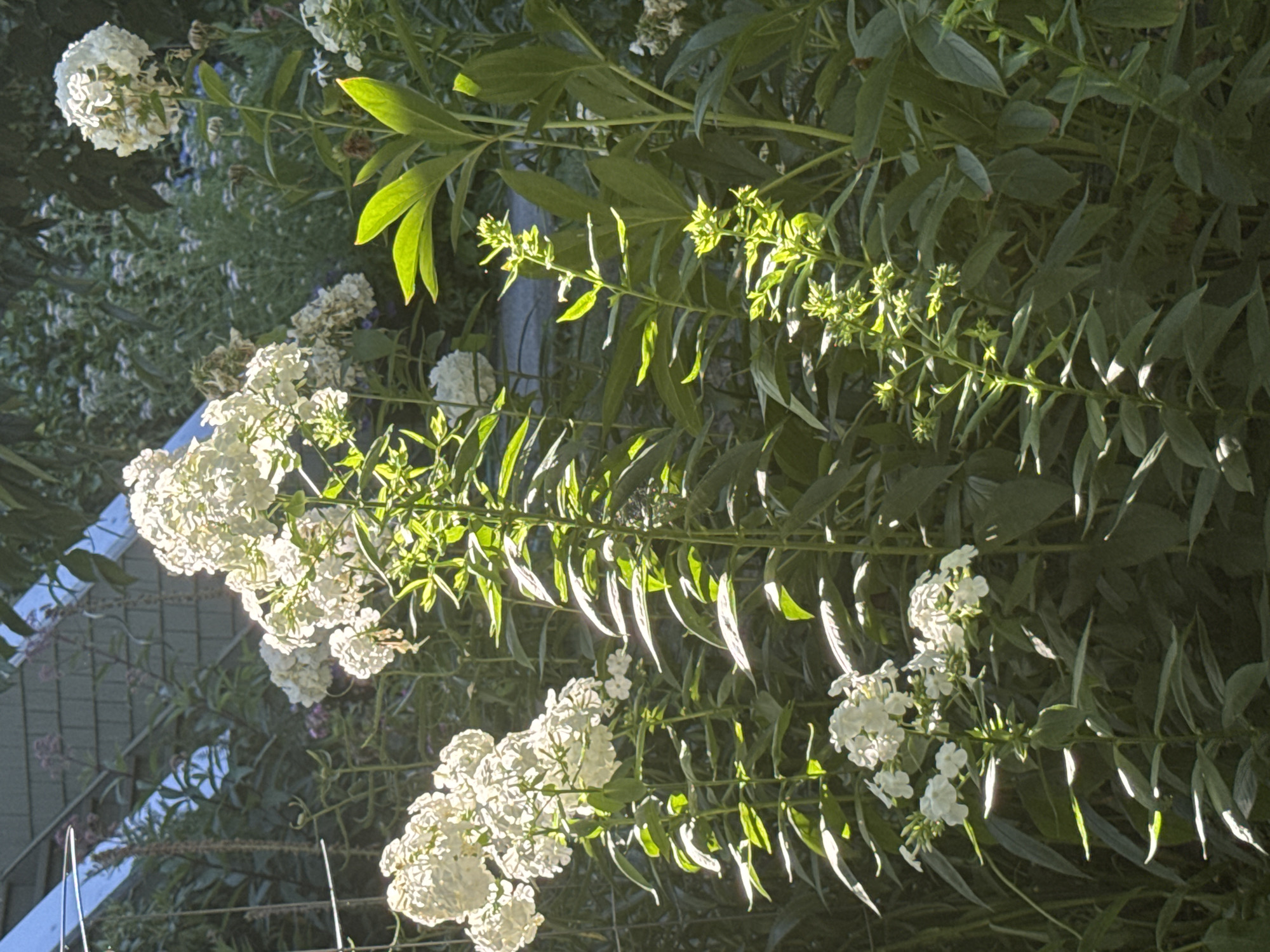 The image shows a sun-drenched garden with white phlox flowers in full bloom. The flowers are clustered on tall stalks, catching the sunlight and creating a luminous effect. Lush green foliage surrounds the plants, with some leaves appearing backlit and translucent. The background is a blur of more greenery and hints of structures, possibly a fence or building. There is no evidence of the city of New Westminster, Canada in the image. The scene is naturalistic and peaceful, devoid of human presence or activity.