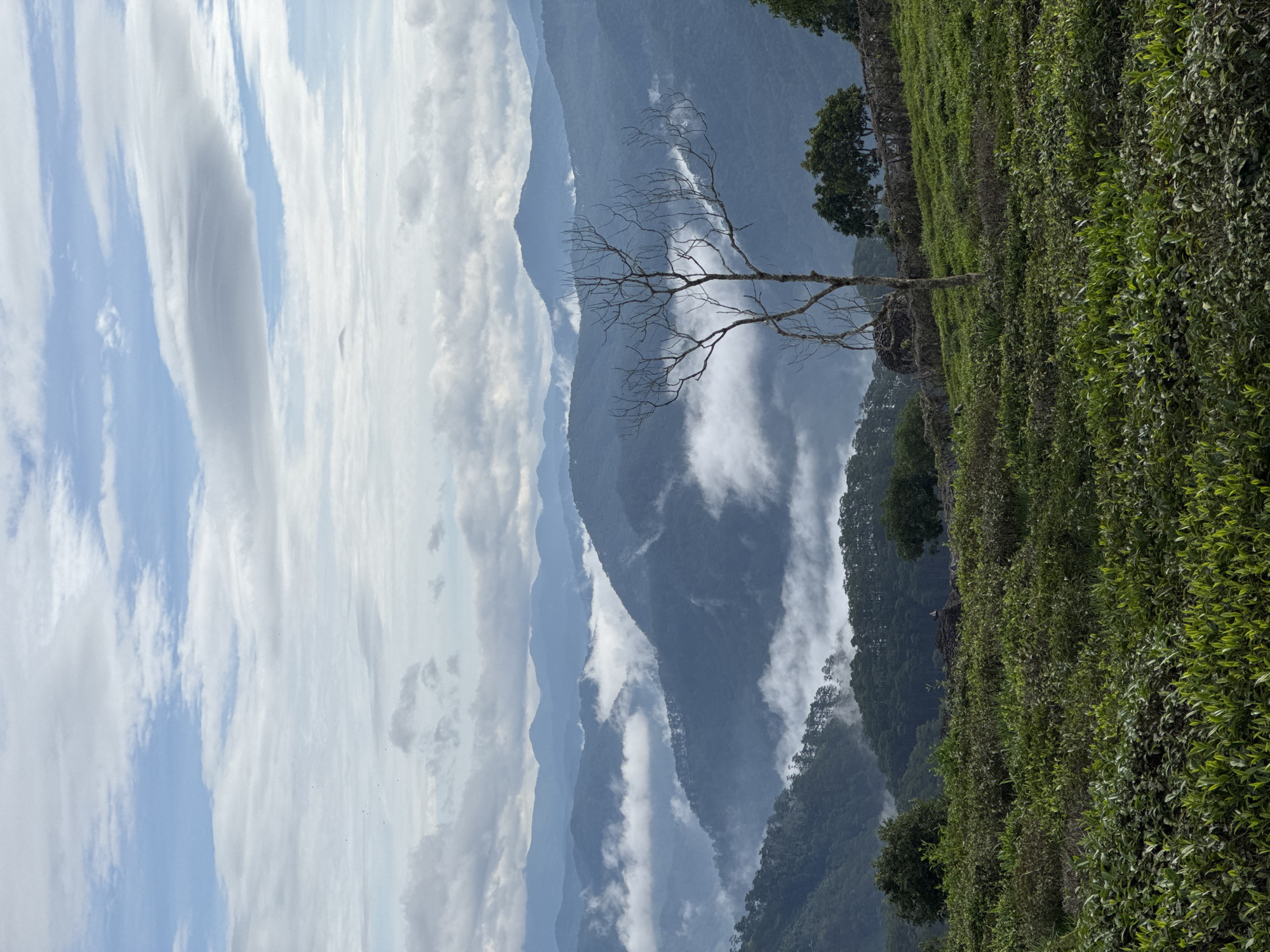 The image depicts a landscape scene. A hillside covered in green vegetation is on the right. A bare tree stands amidst the greenery. In the background, layers of mountains fade into the distance, partially obscured by clouds and mist. The sky is filled with scattered white clouds against a blue backdrop. There is no visible indication that this image is taken in the city of Phát Chi, Vietnam.