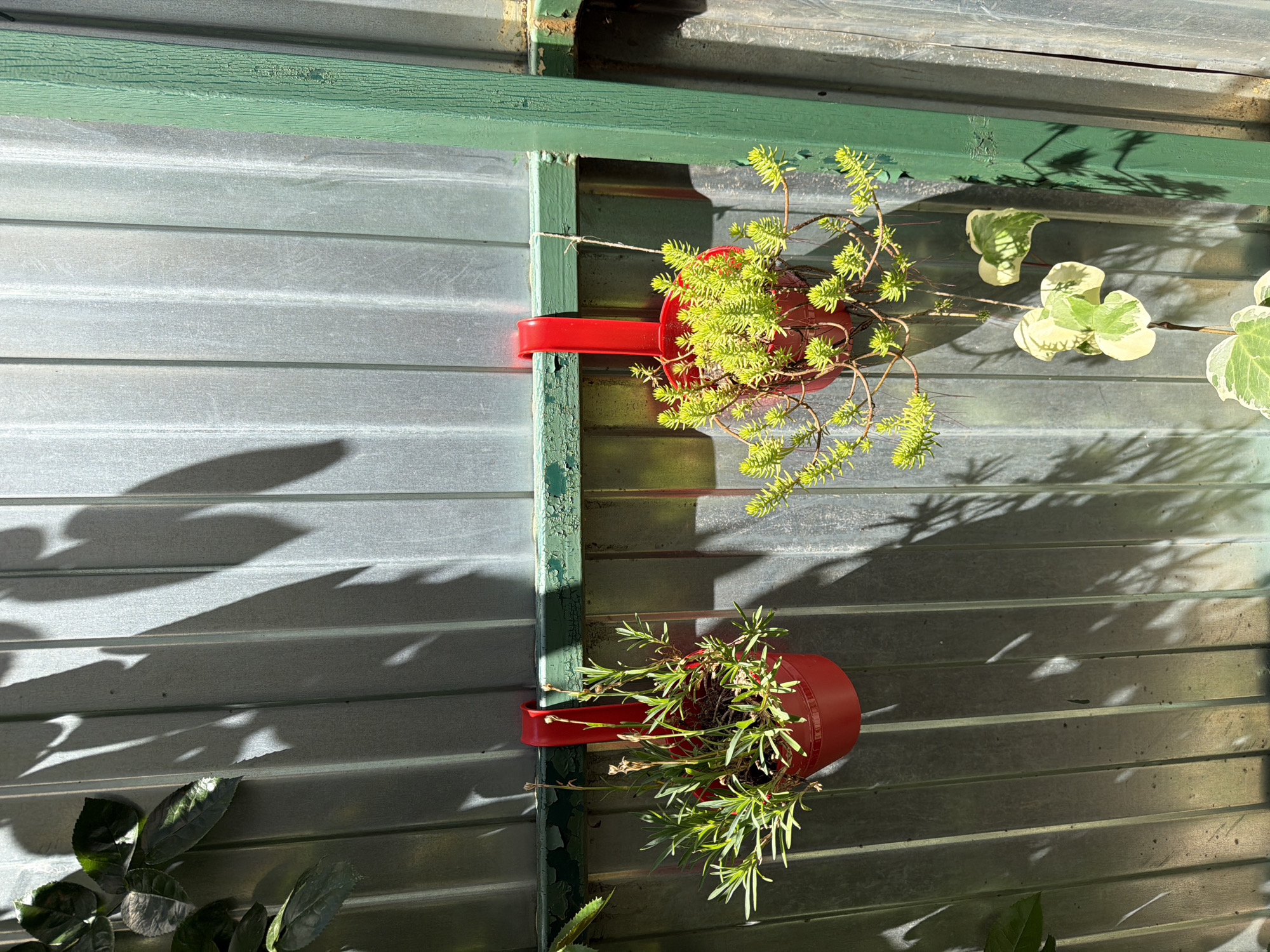The image depicts an outdoor scene with a corrugated metal fence in Krasnaya Polyana, Russia. Two red planters hang from a green horizontal support bar attached to the fence. The planter on the left contains a plant with thin, green leaves and some dry stalks. The planter on the right holds a succulent plant with bright green, needle-like leaves. A vine with variegated green and white leaves hangs down to the right of the planters. Sunlight casts shadows of foliage onto the fence. The fence appears weathered, with peeling green paint on the support bar.