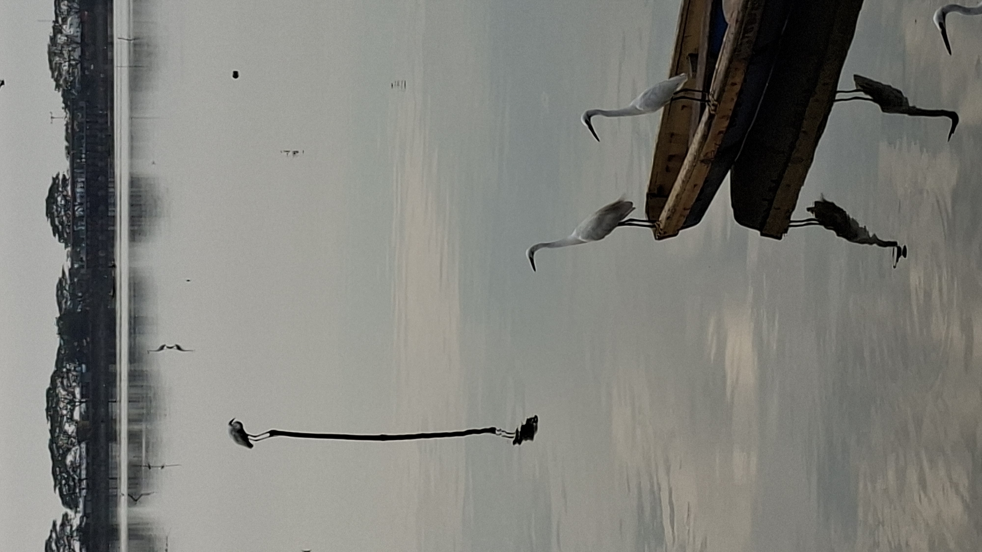 This is a vertical, medium-shot photograph of a serene lake in Lhokseumawe, Indonesia. The sky is overcast, casting a diffused light that creates a muted color palette of grays and blues. The water's surface is calm, with subtle ripples reflecting the subdued sky and the silhouettes of trees and buildings along the distant shore.
In the foreground, a wooden boat is partially submerged, its weathered hull a mix of yellow and dark brown. Two white egrets stand on the edge of the boat. The egret on the left is facing left, its neck curved, while the egret on the right is facing forward, its body angled slightly towards the left. Their reflections are clearly visible in the still water below.
To the left of the boat, a dark, vertical pole emerges from the water. A single egret is perched on top of this pole, facing left. Its silhouette stands out against the pale background. The reflection of this egret and the pole is also visible in the water.
Further in the background, other egrets can be seen wading or standing in the shallow water. The distant shoreline is lined with dense trees and a low-rise building complex, all rendered in muted tones due to the distance and the atmospheric conditions. The overall impression is one of tranquility and natural beauty.