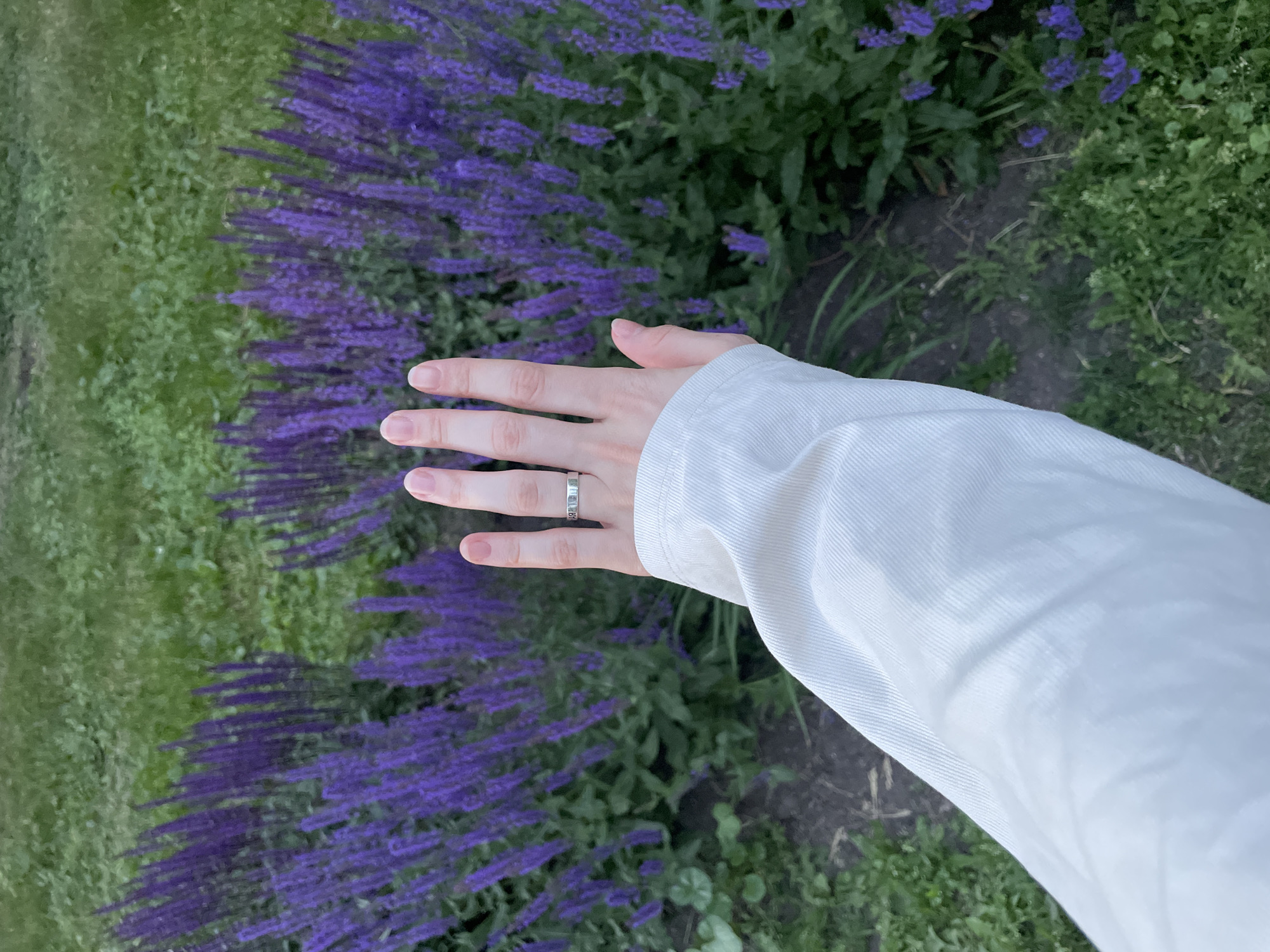 A left hand, with fingernails painted a light pink, is held up against a background of purple flowers and green grass. A silver ring with faint engravings is worn on the ring finger. The hand is attached to an arm covered by a cream-colored sleeve. The scene appears to be an outdoor setting, possibly a park or garden, with lush vegetation. The lighting suggests it is either early morning or late evening. There is no indication of a specific location in Moscow, Russia, or any other geographical marker.