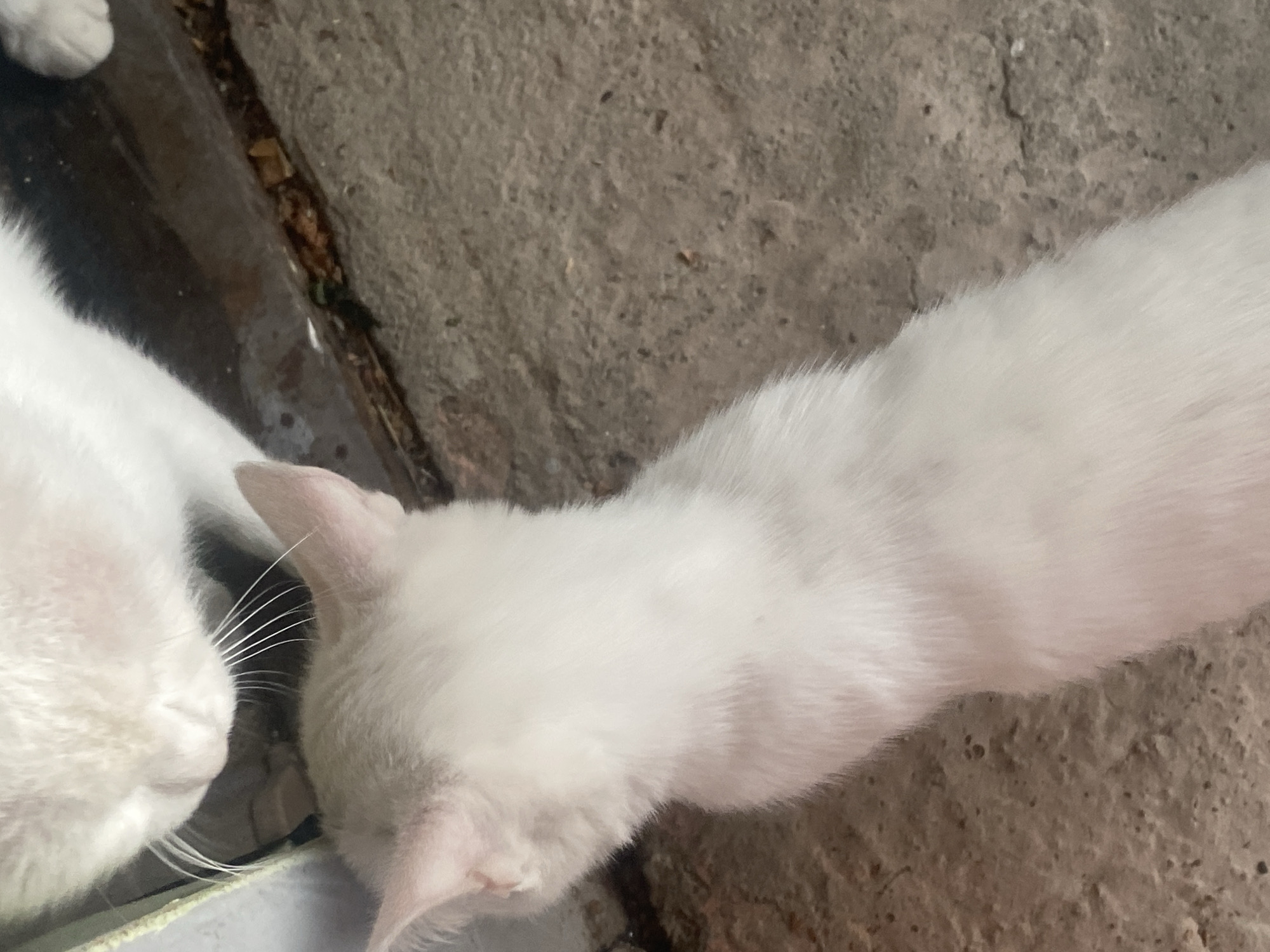 The media file shows a close-up, high-angle view of two white cats. One cat, on the left, has its head down and is partially visible, with its white fur and whiskers prominent. The other cat, on the right, is positioned facing away from the camera and towards a light-colored bowl, suggesting it is drinking. Its white fur is also visible, with a slight pinkish hue on its ears. The cats are on a rough, textured surface that appears to be concrete or a similar material. There is a dark, narrow strip with some debris, possibly a gutter or crevice, running along the left side of the image. The lighting suggests it is daytime, and the overall scene appears to be outdoors or in an open-air setting. There is no visible text.
