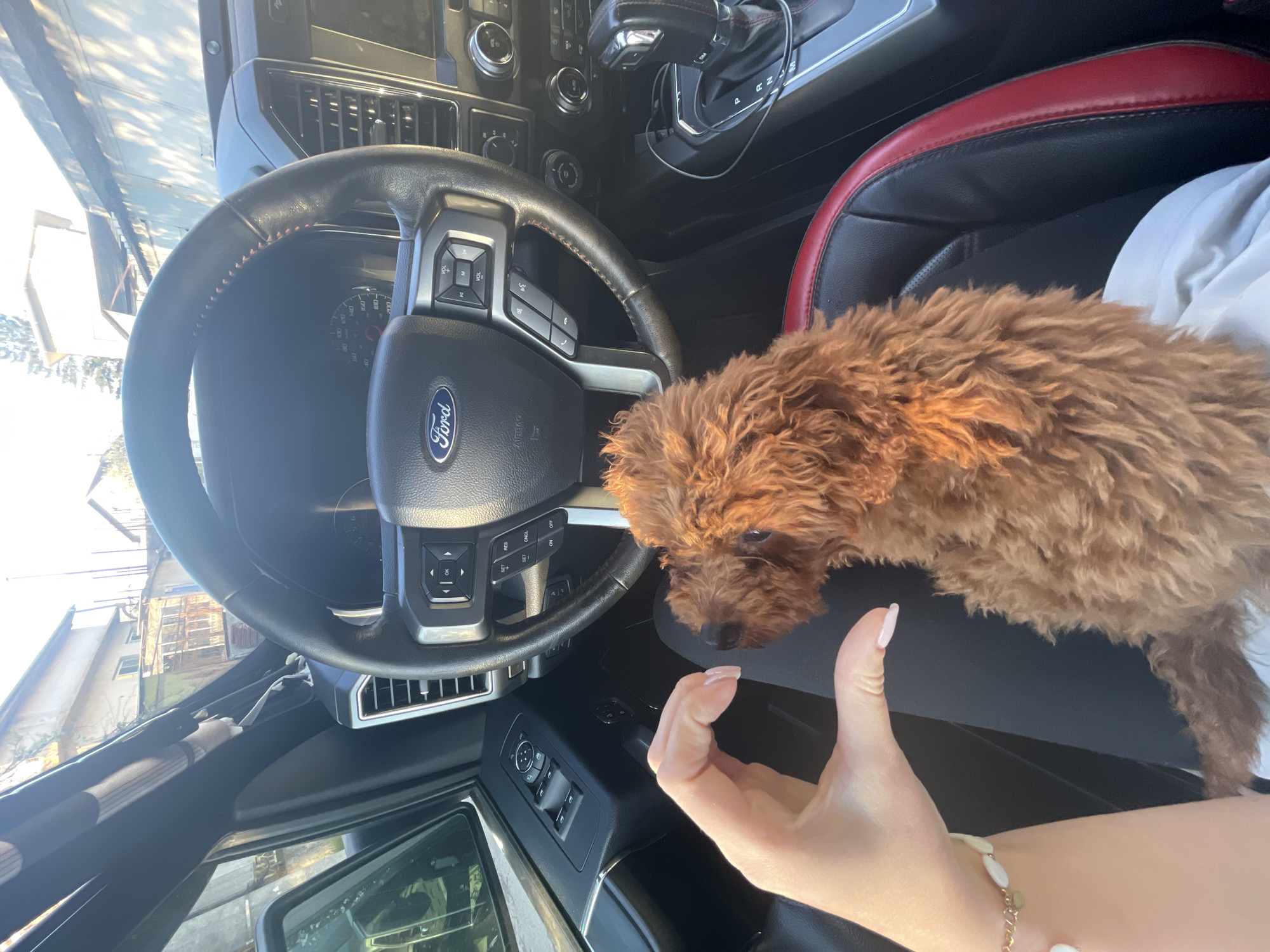 The image, rotated, captures a close-up view from inside a modern Ford vehicle, likely a truck or SUV, featuring a small, fluffy, reddish-brown dog and a human hand. The dog, resembling a poodle or doodle mix, is resting on a lap or console, looking towards the extended hand. The human hand, adorned with a light-colored beaded bracelet and manicured nails, appears relaxed.
The car's interior is visible, including a black leather steering wheel with red stitching, a prominent "Ford" logo, and "AIRBAG" text. Buttons for controlling volume, cruise control ("RES", "ON/OFF"), and other functions are seen on the steering wheel. The dashboard reveals air vents, a gear shifter, and part of the infotainment system. The adjacent car seat features distinctive black and red upholstery.
Through the windshield and side window, bright daylight illuminates several multi-story buildings with balconies and railings, suggesting an urban or residential environment. The clear sky and strong shadows indicate a sunny day, likely morning or afternoon. This scene is consistent with an urban setting such as Sofia, Bulgaria. The overall impression is one of calm companionship during a car journey or while parked.