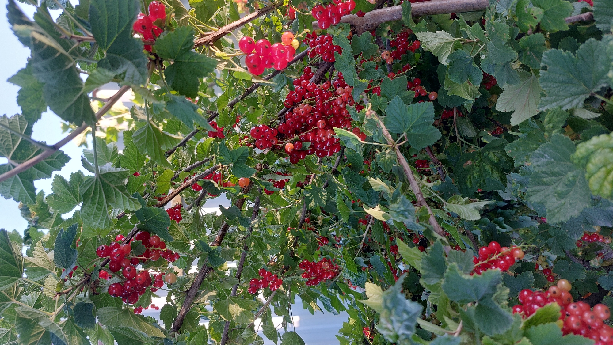 This image shows a close-up view of red currants growing on a bush. The currants are clustered together in bright red bunches, interspersed with green leaves. The branches of the bush are visible, as are some lighter-colored elements in the background, possibly a fence or wall. The lighting suggests it is daytime, with the sun casting a warm glow on the fruit. The image appears to have been taken outdoors. There are no people or animals visible in the scene. The location is specified as Masty, Belarus.
