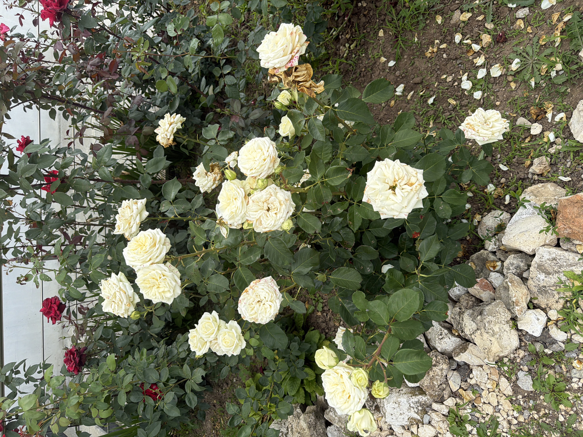 This is an eye-level, medium shot of a rose garden. The garden is located in Chervena Voda, Bulgaria. The foreground of the image is filled with rocks and gravel, and some green grass. In the middle ground and background, there are several rose bushes with both white and red roses. The white roses appear to be in bloom, while some of the red roses are starting to wilt. The leaves of the rose bushes are a deep green color. The background features a white wall. The lighting is natural and appears to be daylight. There are no people or animals visible in the image.