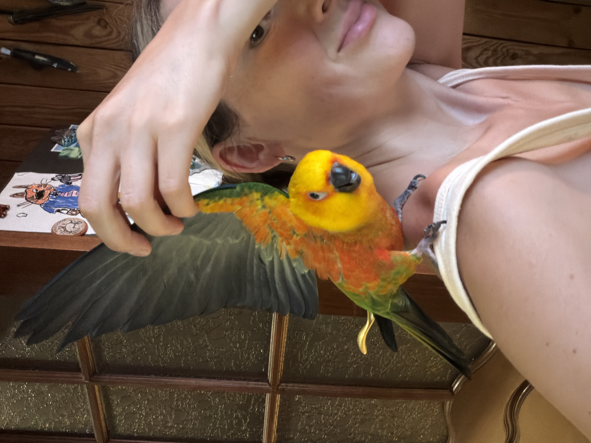The image shows a person lying down, holding a sun conure parrot. The parrot is colorful, with a yellow head, orange chest, and green and grey wings and tail. It is perched on the person's arm and chest, with one wing spread open. The person is wearing a light-colored tank top. Their face is partially obscured by their hand, but their eyes and lips are visible. The background appears to be indoors, with wooden walls and a glass-paneled window. A wooden shelf with some items, including what looks like a drawing and some coins, is visible in the lower left corner. The lighting suggests it could be daytime. The overall mood is relaxed and intimate, with the person and parrot appearing comfortable with each other. The image is a close-up shot, focusing on the interaction between the person and the parrot. There is no visible text in the image.