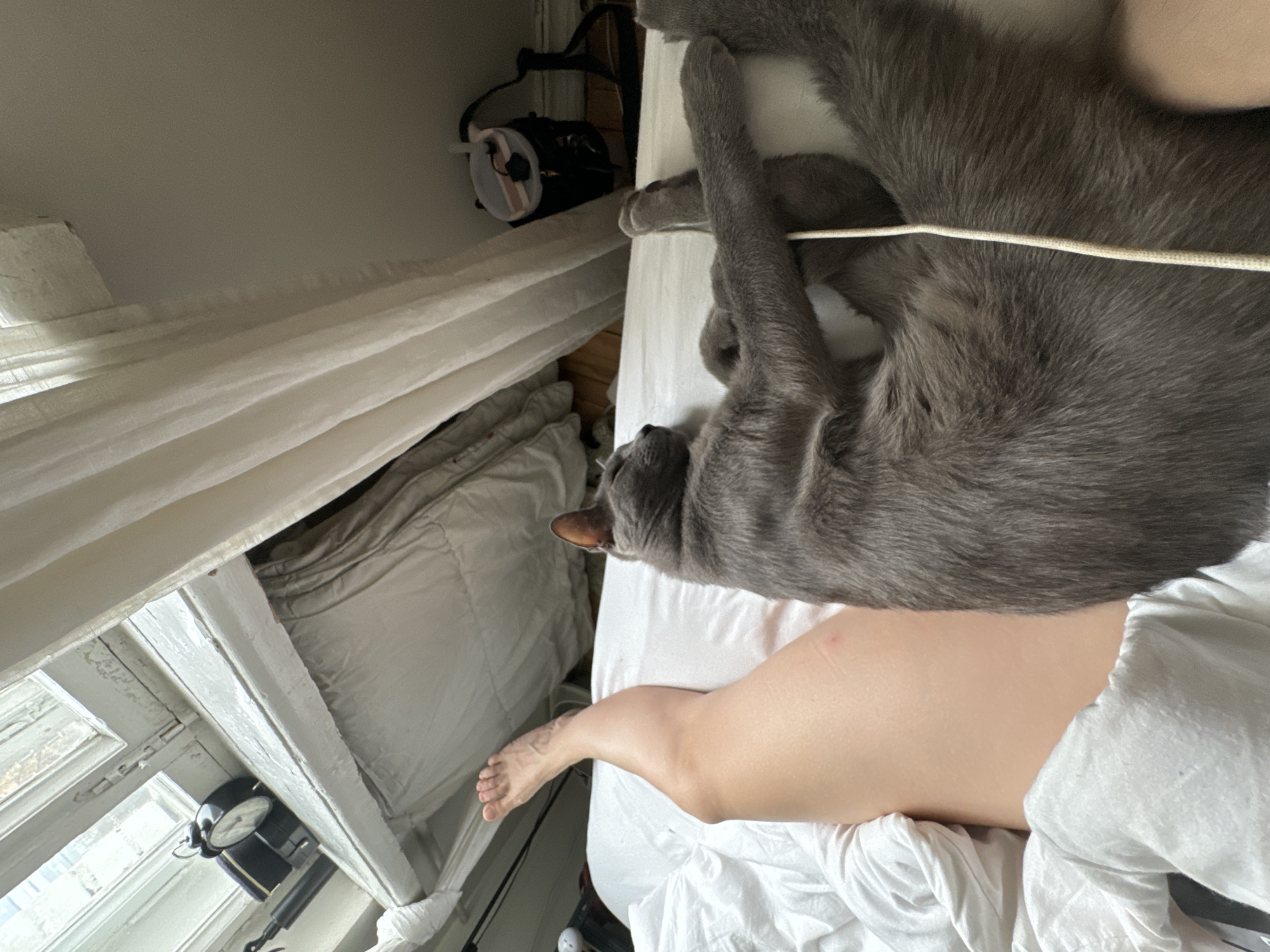 A gray cat is lying on a white bed, with a human leg also visible. The bed is next to a window with white curtains. An alarm clock and other objects are visible near the window. The location is unspecified and there is no visible evidence indicating that it is Moscow, Russia.