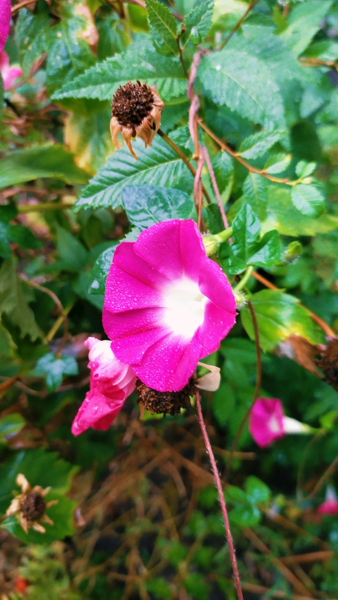 The image depicts a close-up view of a bright pink morning glory flower with dew drops on its petals, set against a backdrop of green foliage. The flower is in focus, with its trumpet-shaped bloom prominently displayed. Behind the main flower, there are hints of other pink flowers and dried seed pods. The surrounding leaves are lush and wet, suggesting recent rain. The scene appears to be an outdoor garden setting. There are no people or animals visible in the image, nor are there any identifiable landmarks or specific urban features that would pinpoint its location within Horishni Plavni, Ukraine. The overall impression is one of natural beauty after a rainfall.