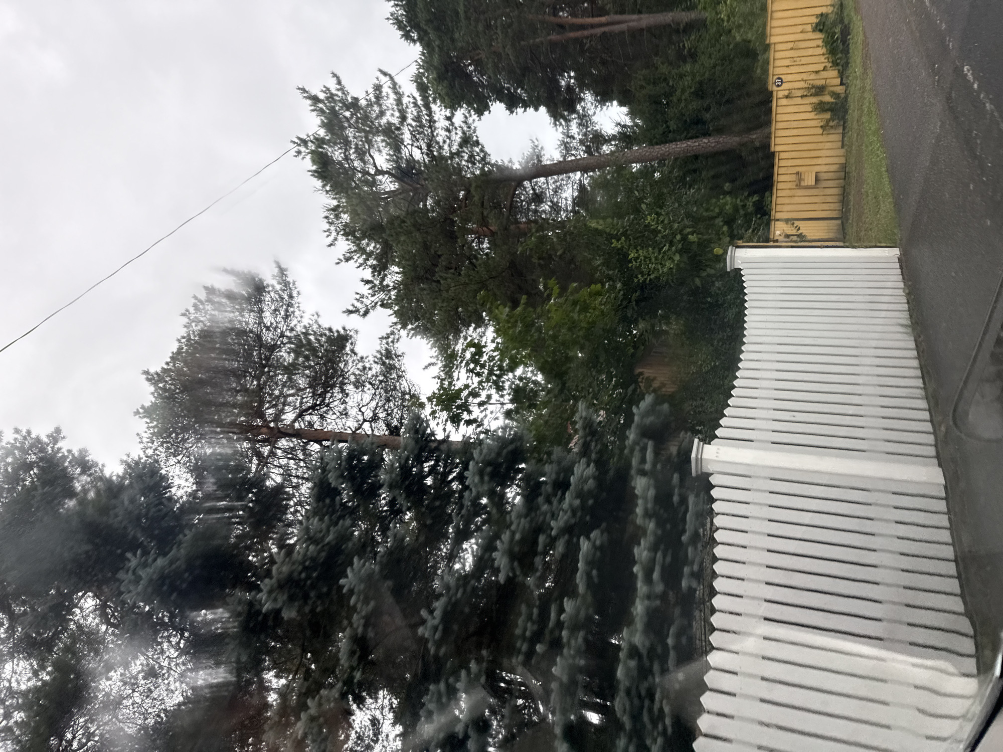 A wide-angle, low-angle, outdoor, eye-level shot depicts a street scene in Tallinn, Estonia, on an overcast day. The foreground is dominated by a white picket fence that runs diagonally across the frame from the bottom left to the middle right. The fence features pointed pickets and a white post with a cap. To the right of the white fence, a yellow wooden fence extends further into the background. A dark asphalt road is visible in the lower right corner of the frame, with a patch of green grass between the road and the fences.
Behind the fences, a dense collection of trees fills the midground and background. On the left, a large blue spruce tree is prominent, its branches reaching upwards and outwards. To its right and further back are several tall pine trees, their needles dark against the cloudy sky. The sky itself is a uniform grey, indicating an overcast condition. A thin electrical wire stretches across the upper portion of the image, from the top left towards the center. The overall impression is a residential street lined with mature trees and fencing.