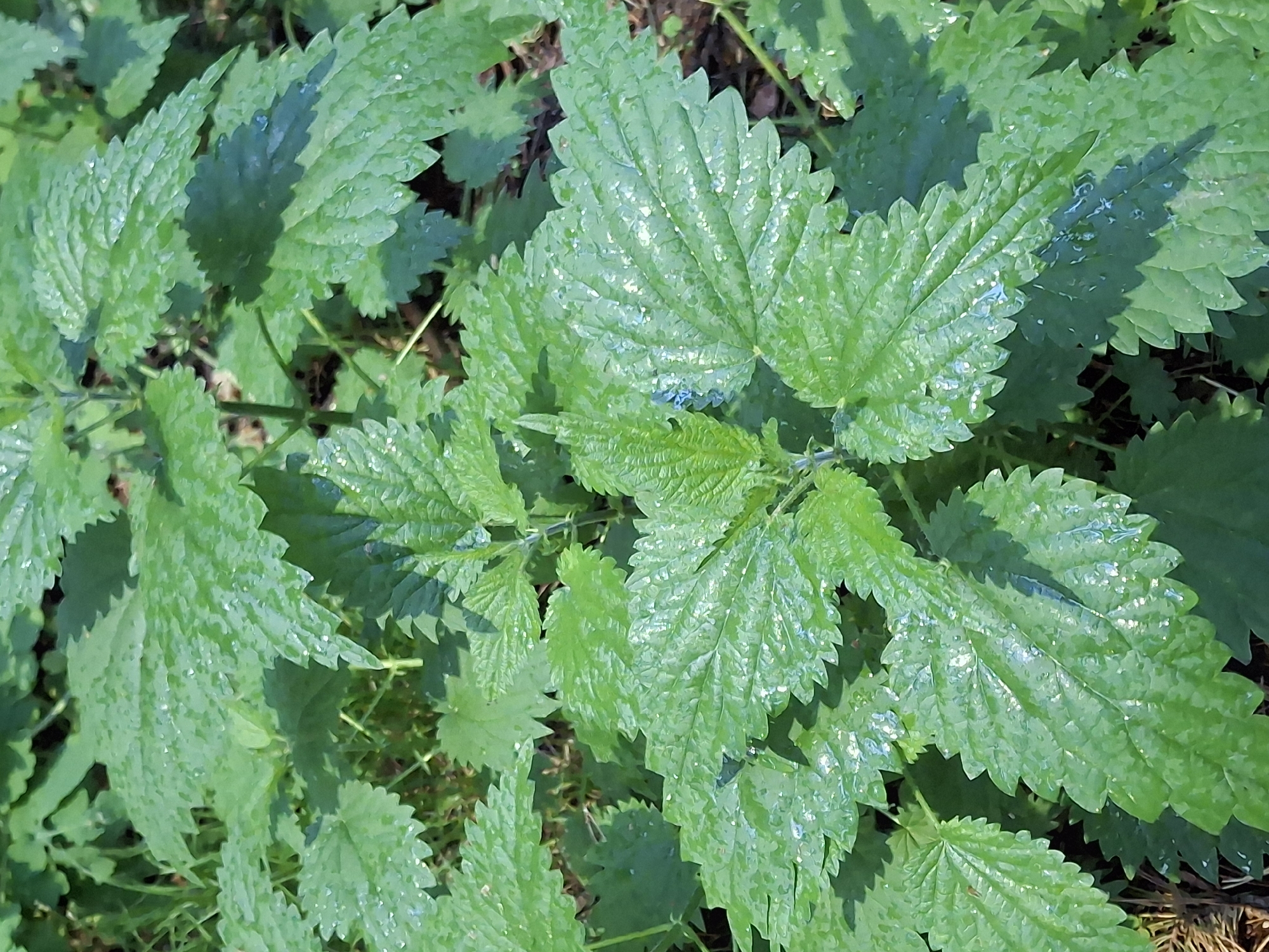 The image shows a cluster of green, jagged-edged nettle leaves filling the frame. The leaves are textured with prominent veins and covered with a slight sheen, likely due to moisture. The overall lighting is bright and casts shadows on some of the leaves, creating depth in the image. The background is obscured by the density of the nettle patch. The location is Chaikovsky, Russia.