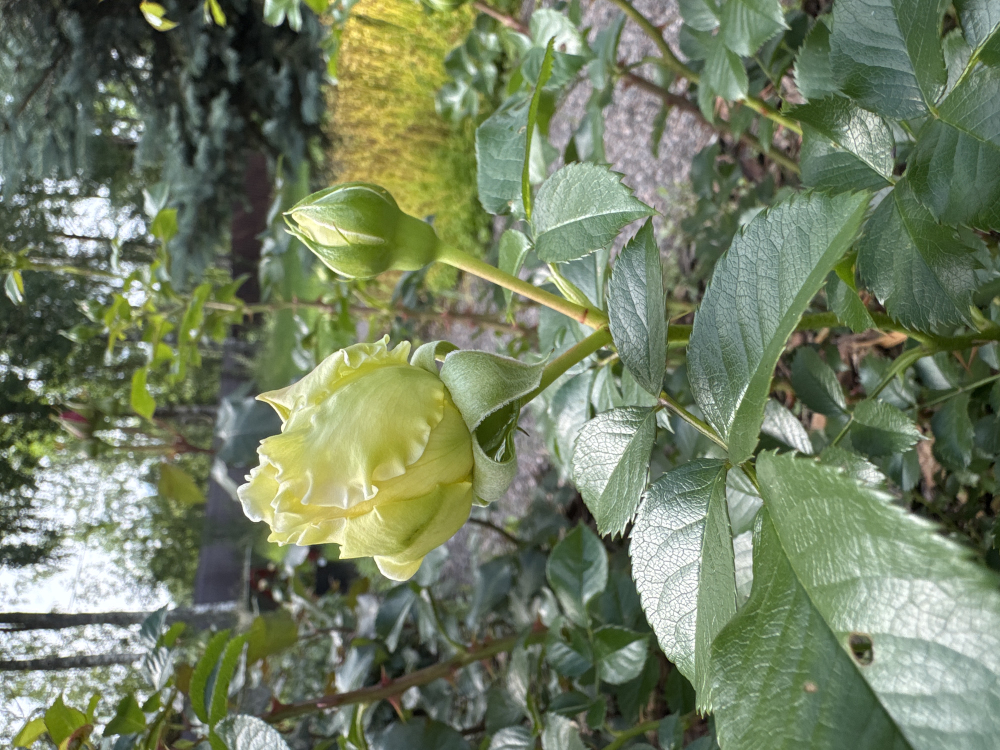 A close-up, eye-level shot shows a yellow rose bud in the foreground, partially opened, with layered petals. To its right and slightly behind, a smaller, tightly closed green rose bud is visible. The rose bushes are lush with dark green leaves. In the background, out of focus, is a gravel path, dense green coniferous trees, and deciduous trees with thin trunks. The sky is overcast. The location is Steklyannyi, Russia. There are no people or animals present.
