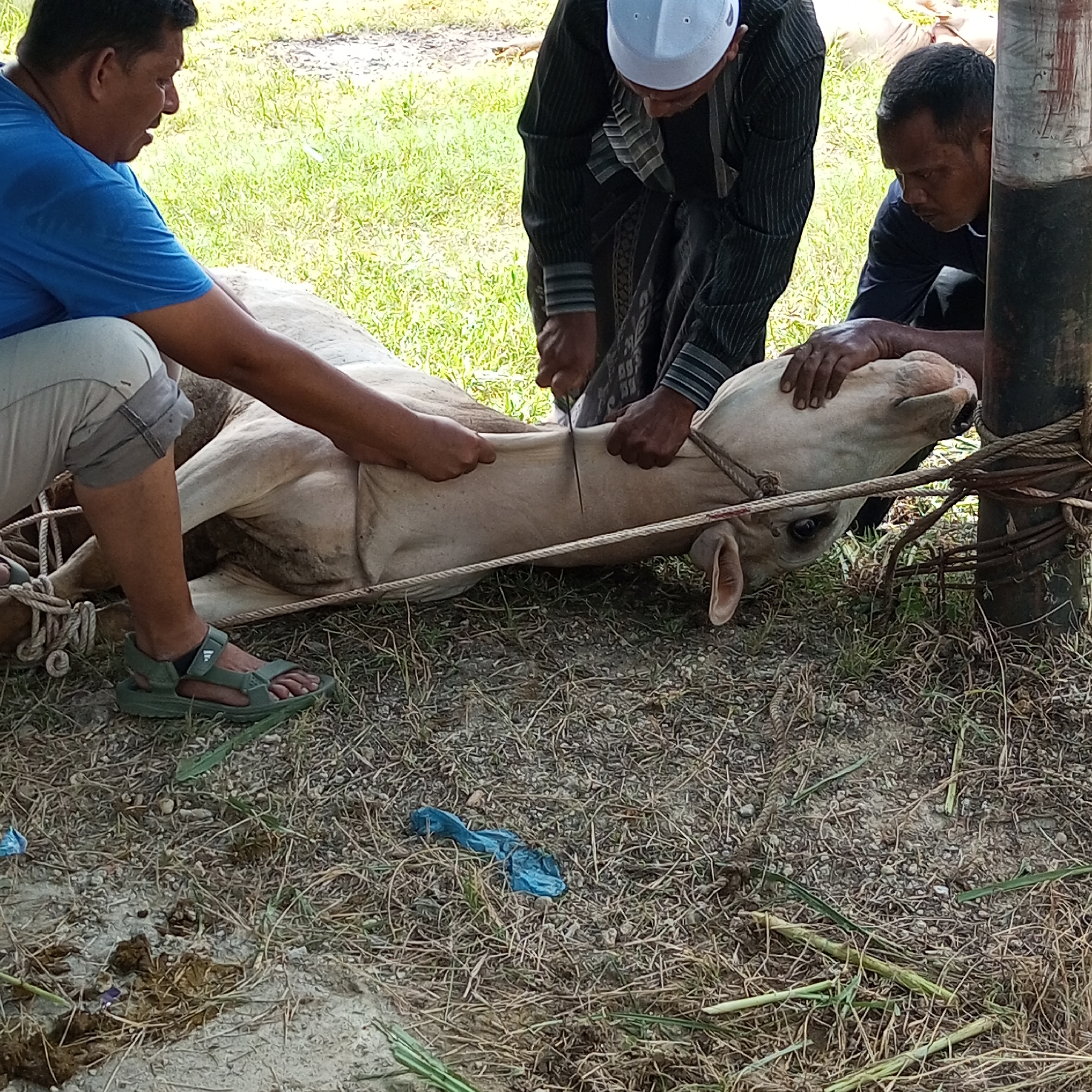 Three men are engaged in the process of slaughtering a cow. One man in a blue shirt and grey pants restrains the cow. A second man wearing a white cap and striped top is cutting the animal's throat with a knife. A third man in a dark shirt holds the cow's head against a wooden pole to which it is tied. The scene takes place outdoors on a patch of dry grass, with green grass visible in the background. There is no definitive information about the location being in Lhokseumawe, Indonesia based solely on the image.