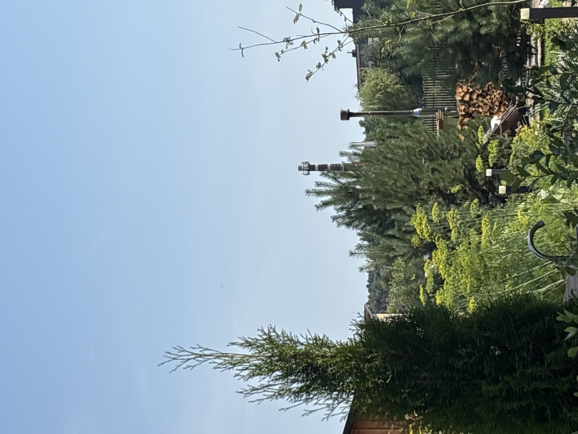 The image captures a sunlit outdoor scene in Zvenigorod, Russia, likely a backyard or garden area. In the foreground, a tall, dark green coniferous tree dominates the left side. To its right, a cluster of feathery, bright green plants with delicate yellow flowers is visible. Further back, a pile of neatly stacked firewood rests against a wooden fence. Several other evergreen trees and lush foliage fill the middle ground. In the background, a striped industrial chimney with a white top stands tall against a clear blue sky. A dark, modern building with windows is also visible behind the trees. The overall impression is one of a well-maintained outdoor space with a mix of natural elements and distant industrial structures.