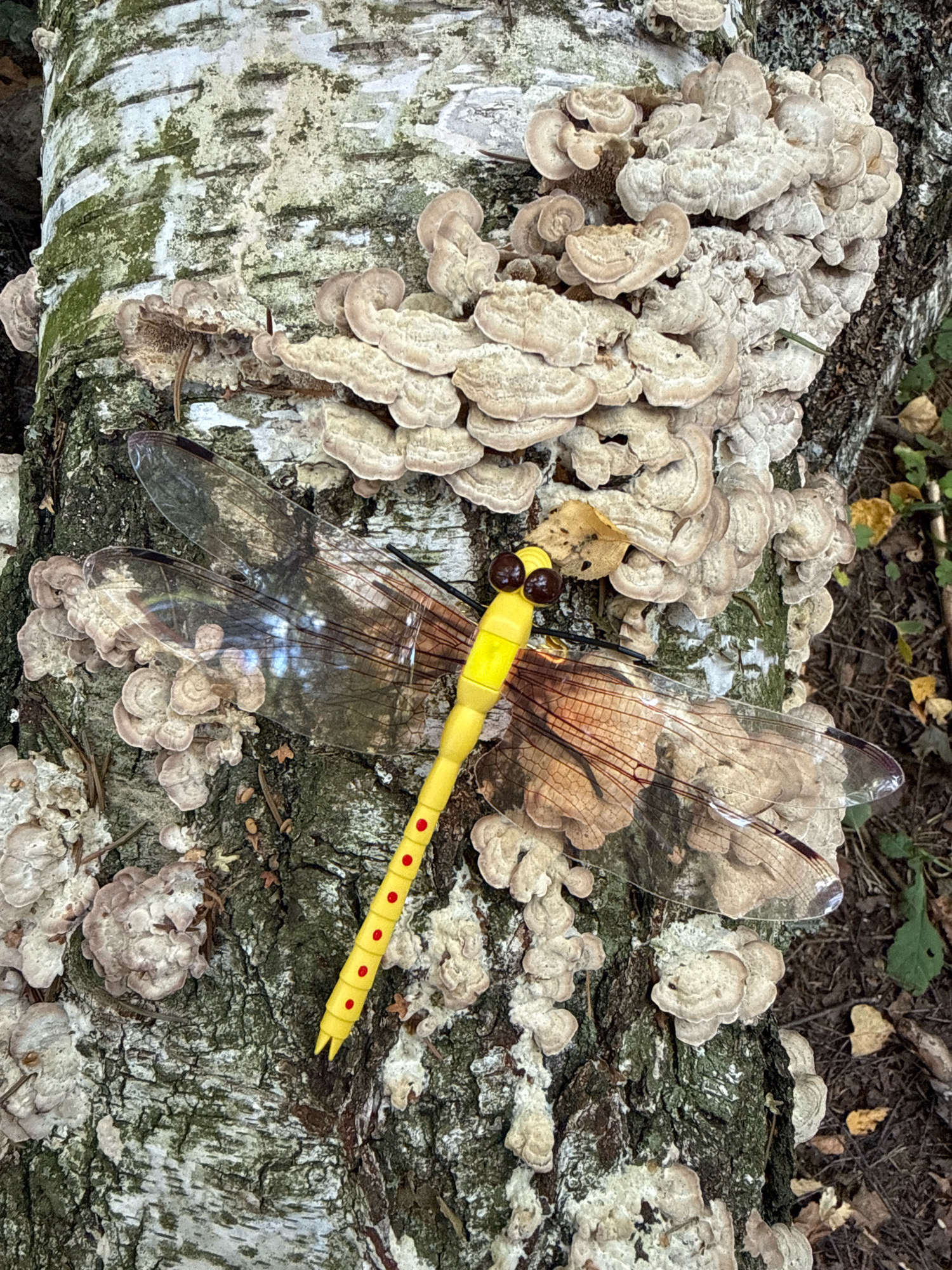 A close-up, overhead shot depicts a vibrantly yellow toy dragonfly with red dots positioned horizontally on a textured, grey-and-white birch tree trunk. The trunk is heavily encrusted with numerous shelf-like fungi, appearing in shades of tan and beige, growing in clusters across its surface. The dragonfly's translucent wings, veined with brown, spread across the fungi and bark. A single brown eye of the toy is visible near the top left of the frame. The background shows a dark, out-of-focus forest floor with dry leaves and some greenery. No people are present, and the scene is static. The location is identified as the city of Mahilyow, Belarus.
