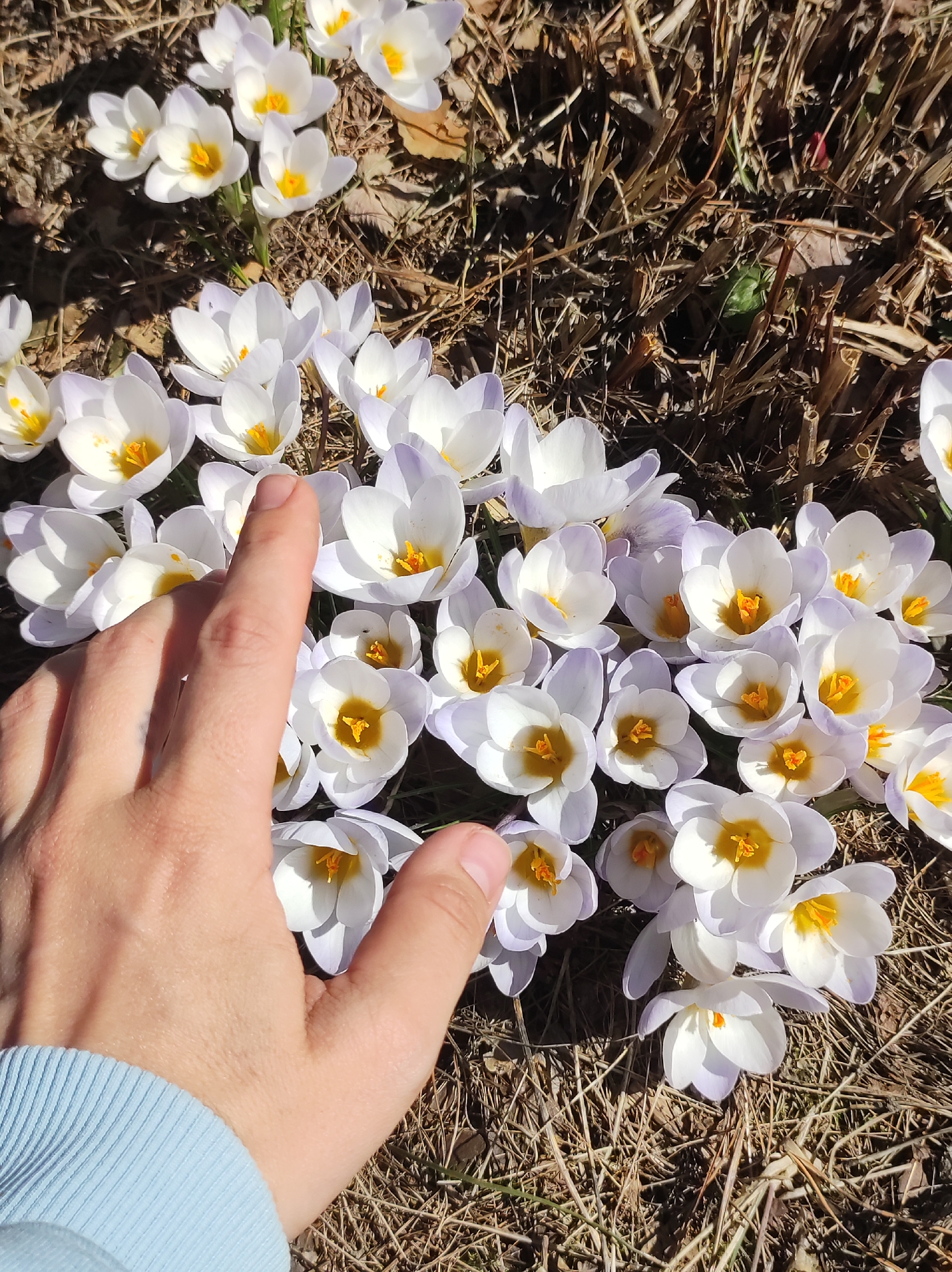 A close-up image shows a hand extending toward a cluster of white and pale purple crocus flowers with yellow centers. The flowers are interspersed with dry, brown grass or mulch. The person is wearing a light blue long-sleeved shirt. The location is not specified in the image and therefore cannot be described.