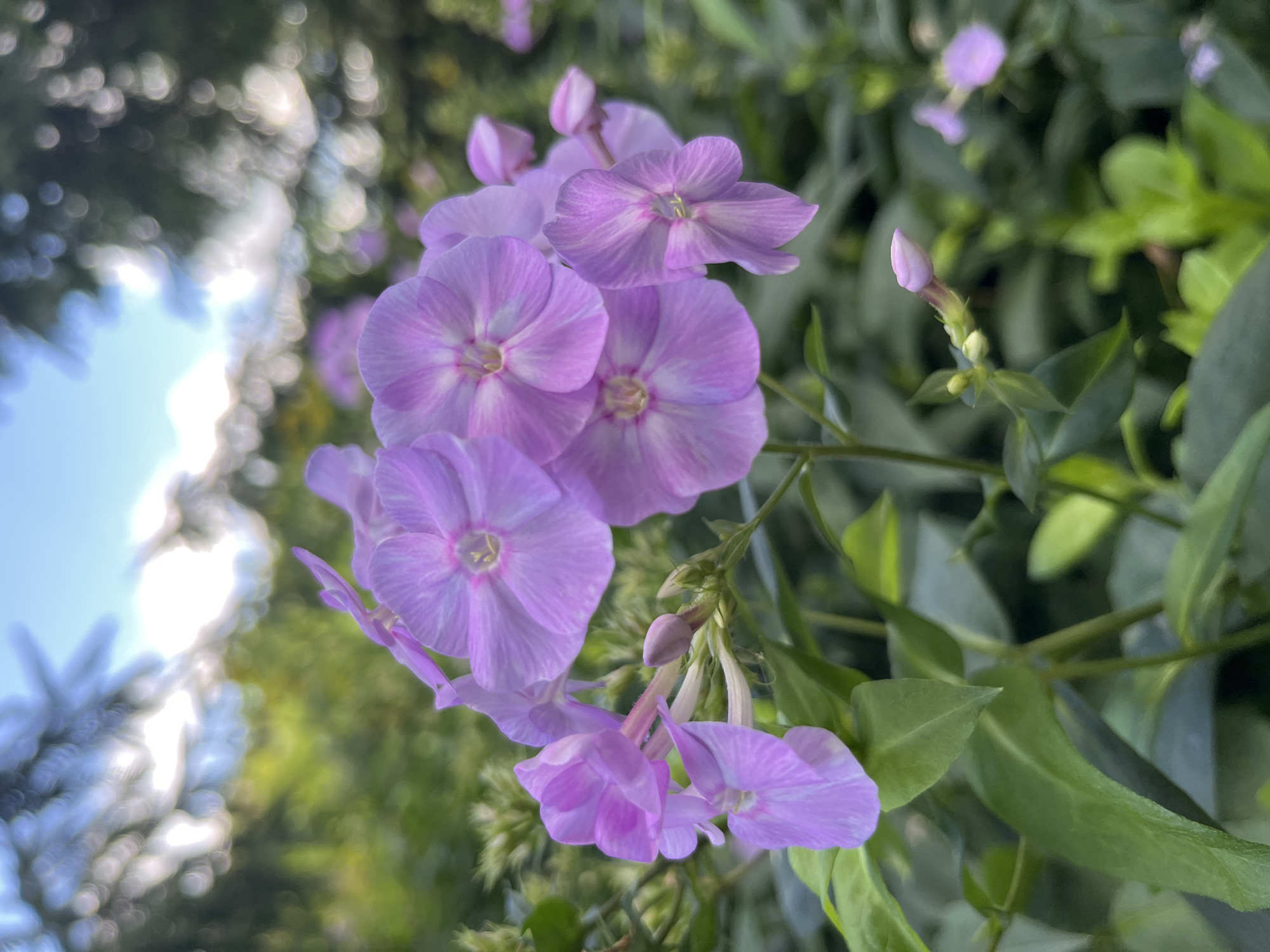 In the city of Fedorovka, Russia, a cluster of vibrant purple phlox flowers blooms in a garden. The flowers are in focus, showcasing their delicate petals and intricate patterns. In the background, lush green foliage creates a soft blur, hinting at a natural and serene environment. The sky above is a soft blue, with scattered white clouds. Sunlight filters through the leaves, creating a dappled effect on the scene. A single, unopened bud stands out amongst the blooming flowers, promising further beauty to come. The overall impression is one of natural beauty and tranquility.
