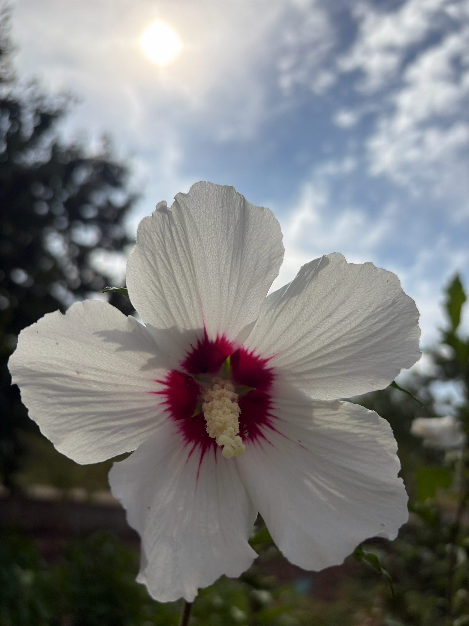 A white hibiscus flower with a deep red center is in focus in the foreground, its petals gently curved. The flower is set against a backdrop of a bright, hazy sun and a partly cloudy sky. Dark, out-of-focus foliage forms a blurred silhouette on the left side of the image, with hints of green leaves and branches also visible in the background to the right. The lighting suggests it is daytime, possibly late morning or early afternoon. There is no indication of people, actions, or interactions. The location is specified as the city of Oxentea, Moldova.