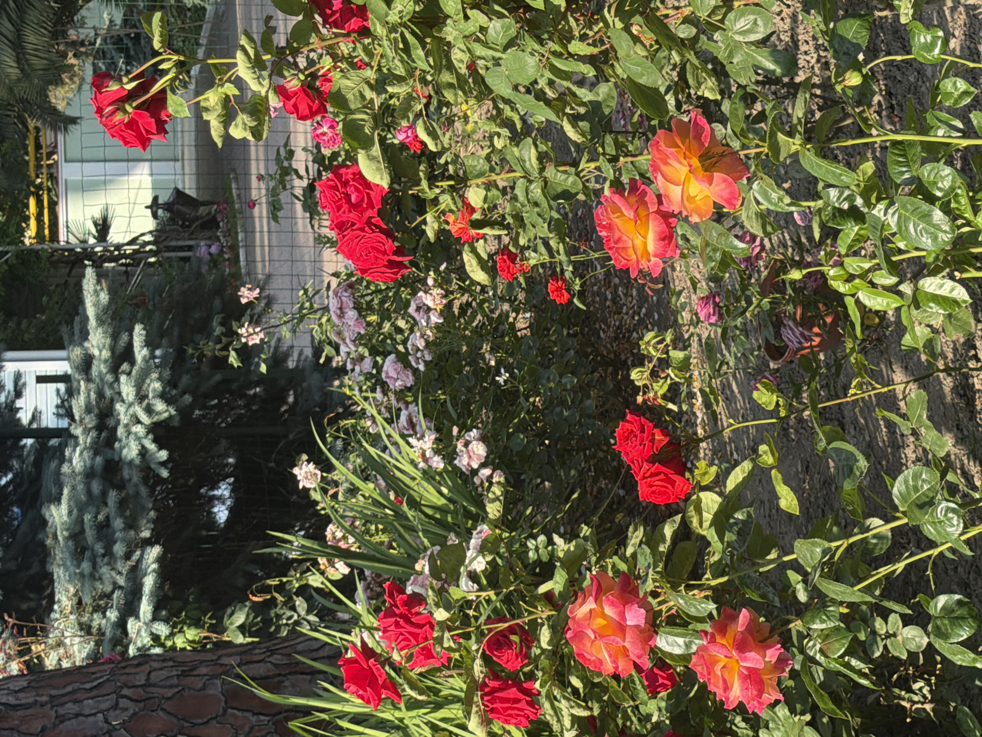 In Sochi, Russia, a sun-dappled garden bursts with vibrant roses. The foreground is dominated by a cluster of pink and yellow roses, their petals tinged with orange, reaching towards the viewer. To the left, a thick, textured tree trunk anchors the composition, its bark rough and furrowed. Behind the roses, a profusion of red roses and delicate pink blooms are interspersed with lush green foliage. In the background, a fence with diamond-shaped openings separates the garden from a pathway and beyond that, a modern building with white walls and green trim. The scene evokes a serene and colorful natural setting within an urban environment.