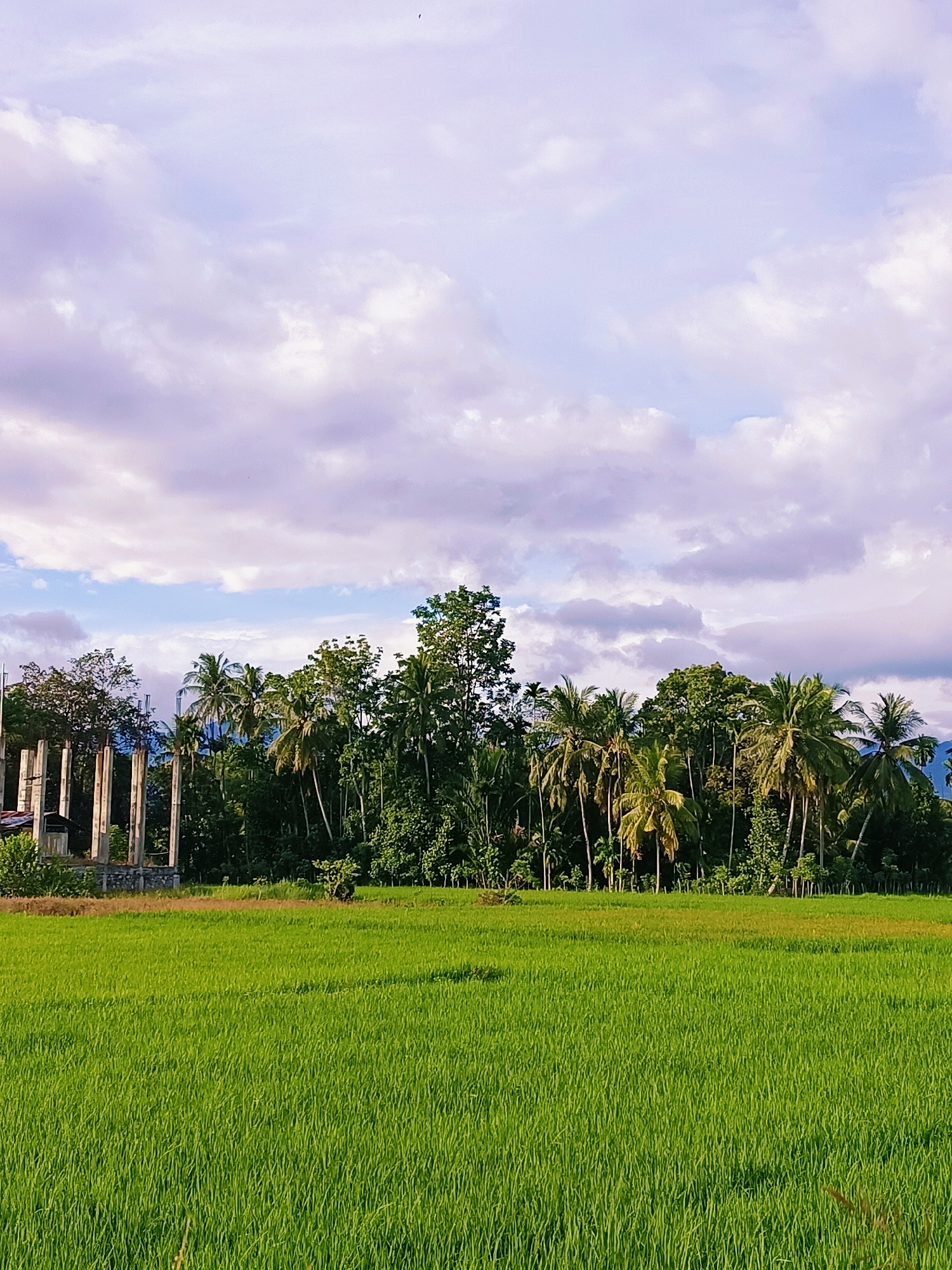 The image depicts a landscape in Kampung Jumpa, Indonesia, featuring a vast, vibrant green rice paddy in the foreground. In the middle ground, a dense line of trees, predominantly palm trees, stretches across the horizon, creating a natural barrier. To the left of the trees, a partially constructed building with visible concrete pillars stands. The background is dominated by a sky with scattered white and lavender clouds, suggesting either early morning or late afternoon light. The overall scene is tranquil and rural.
