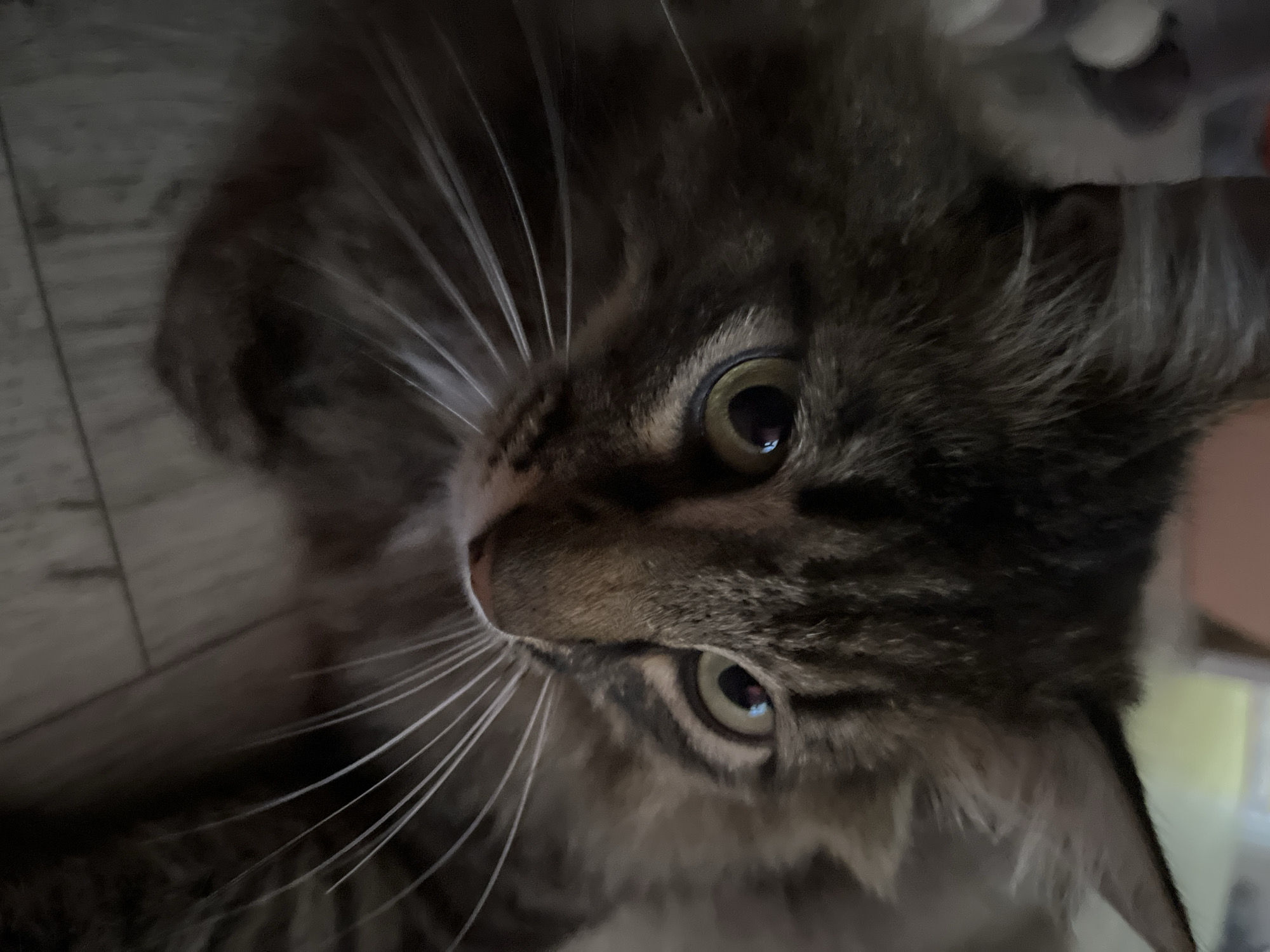 A close-up, eye-level shot focuses on the face of a fluffy, long-haired tabby cat. The cat's fur is a mix of brown and black stripes. Its eyes are a bright, yellowish-green with dark pupils, and its gaze is directed slightly to the left of the camera. Prominent white whiskers fan out from its muzzle. The background is blurred, showing hints of what appears to be a domestic environment with light-colored flooring. The image is well-lit, with a slight shadow cast on the left side of the cat's face, emphasizing its features. No humans or other animals are visible in the frame. The scene does not depict any specific location within Krasnyye Barrikady, Russia, as it is an indoor, close-up portrait of a cat.