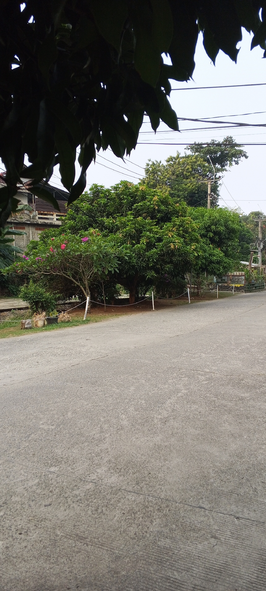 The image shows a paved street in Depok, Indonesia, with lush green trees and a house in the background. The street is grey and appears to be a two-lane road. On the left side of the street, there is a building with a white facade and a brown tiled roof, typical of Indonesian architecture. In front of the building, there are several large trees with dense green foliage. One of the trees has pink and purple flowers. In the background, there are more trees and utility poles with wires. The sky is overcast. The scene appears to be a residential area in Depok.