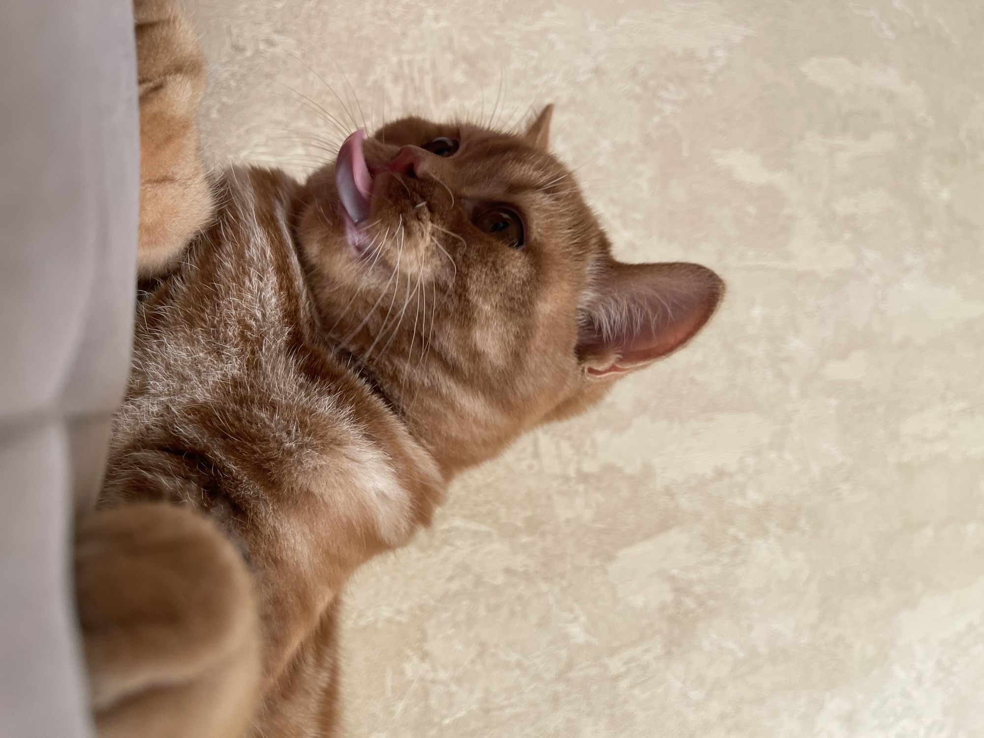 An orange tabby cat with its tongue sticking out rests on a light-colored surface in front of a beige, textured wall. The cat is positioned on the left side of the frame, facing left, with its head slightly tilted upwards. Its fur exhibits tabby markings and appears soft. One of its front paws is visible in the lower right corner of the image, also resting on the surface. The background wall has a subtle, uneven texture, possibly wallpaper or painted plaster, with varying shades of beige and hints of off-white. There are no people or other animals present in the image. The scene appears to be indoors, likely in a residential setting, but there are no specific architectural details that definitively place it within Kommunarka, Russia.