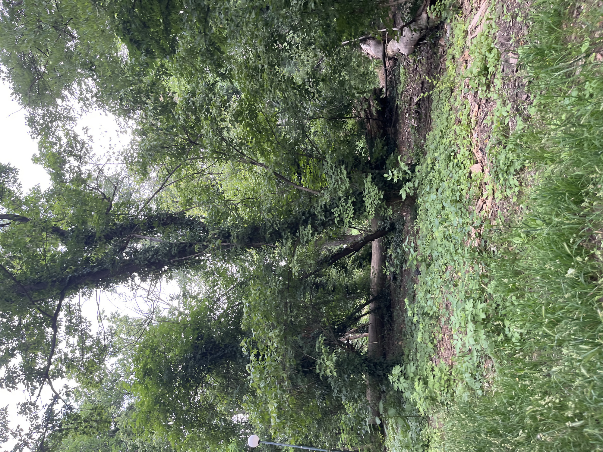 The image depicts a lush, overgrown forest floor with dense foliage and trees. In the foreground, tall green grass with some seed heads dominates the frame. Beyond the grass, the ground is covered with smaller green plants and leaf litter, interspersed with some exposed soil and small rocks. A large, thick tree trunk lies horizontally across the mid-ground, partially covered by vegetation.
To the left of the frame, a tall, slender lamppost with a white globe light fixture is visible, suggesting it is a park or a maintained natural area. The trees are predominantly deciduous, with full canopies of green leaves, creating a shaded environment. Some tree trunks are covered in ivy. The overall atmosphere is one of natural abundance and slight disarray, with elements of human intervention (the lamppost) within a wilder setting.
Based on the presence of the lamppost which is characteristic of park infrastructure, and the general appearance of the vegetation, this scene is likely located within the Boris's Garden park in Plovdiv, Bulgaria. Boris's Garden is a large park known for its diverse flora and walking paths, often featuring such lampposts for lighting.