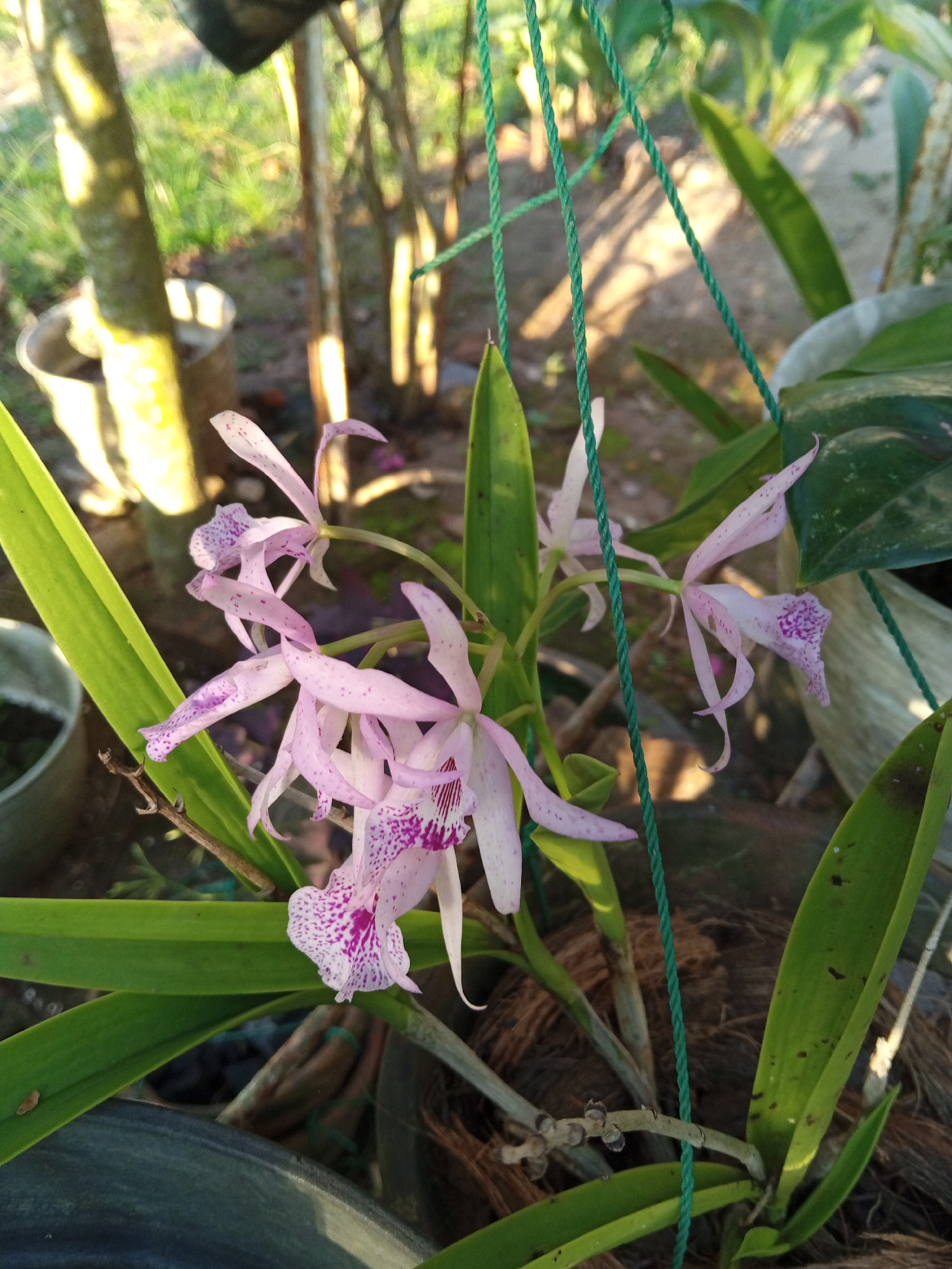 In Palohigeuh, Indonesia, a close-up shot captures a cluster of delicate pink orchids with speckled purple markings. The orchids are in bloom, with multiple flowers and buds visible on thin stems, interspersed with long, green leaves. The scene is outdoors, with natural sunlight casting dappled shadows on the foliage and the surrounding environment, which includes hints of tree trunks and greenery. A thin green cord, possibly used for support or hanging, is visible diagonally across the frame. The background is softly blurred, suggesting a natural or garden setting.