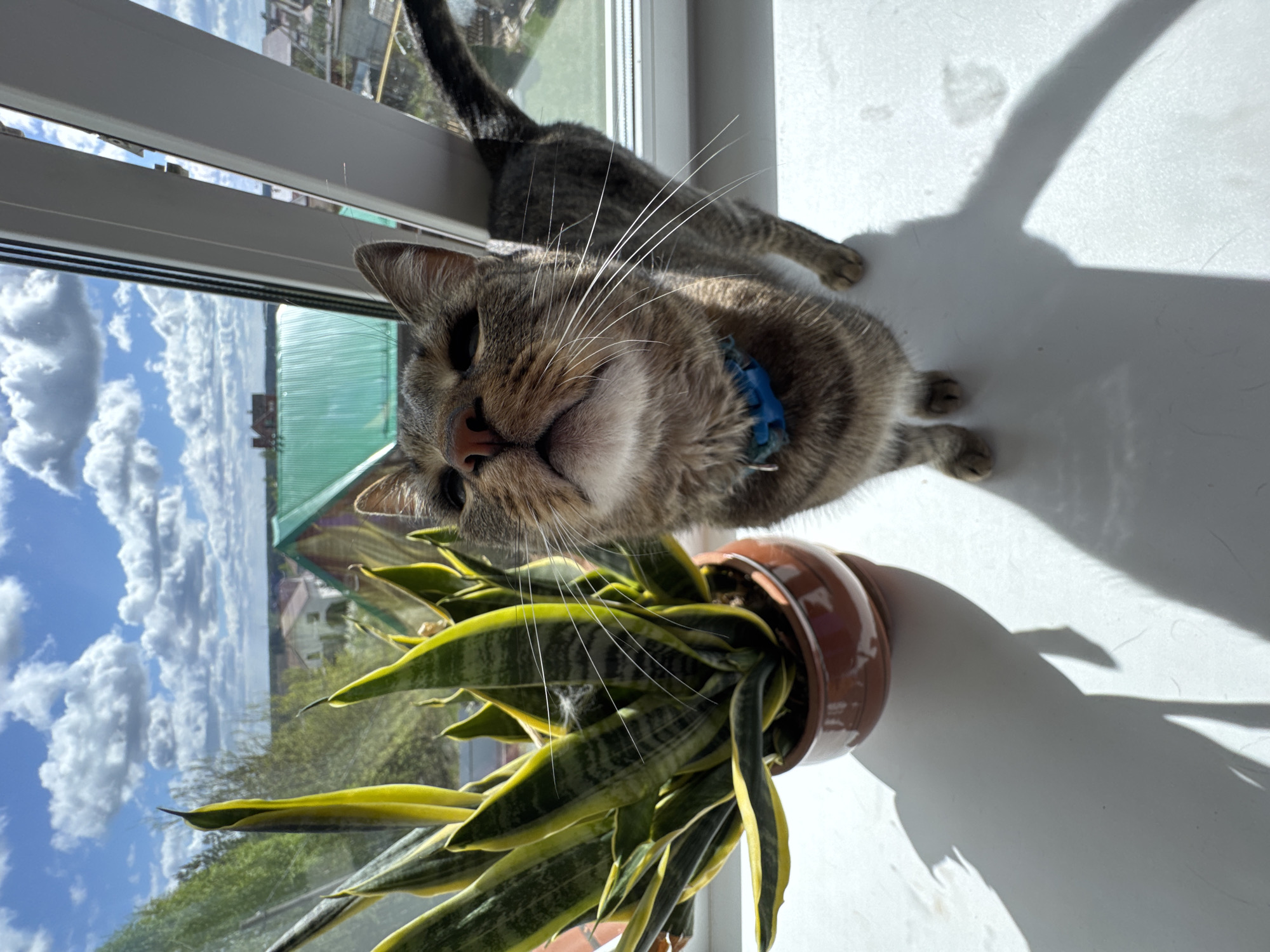A tabby cat with a blue collar is lying on a white windowsill in Прикамский, Russia. The cat is positioned next to a snake plant in a brown pot. Outside the window, the sky is blue with white clouds. Buildings and trees are visible in the background. The cat's tail is extended along the window sill. The scene is brightly lit with sunlight, casting shadows of the cat and plant on the windowsill.