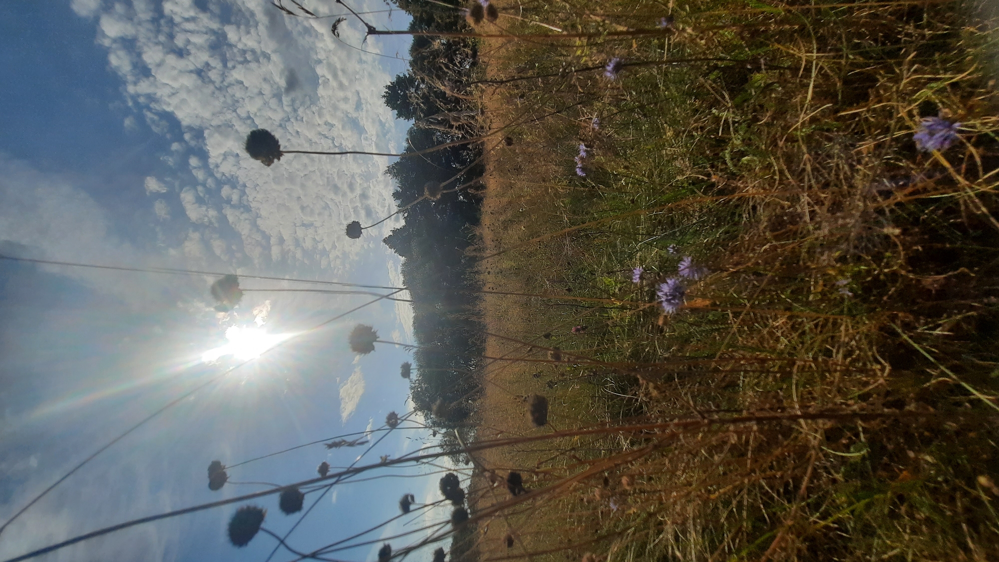 A low-angle, full shot captures a sun-drenched meadow in Shklov, Belarus, on a bright day with a blue sky dotted with fluffy white clouds. The sun, positioned in the upper left quadrant, shines brightly, casting lens flare and illuminating the scene. In the foreground, tall, dry grass stalks dominate, with some thin, dark stems rising vertically and ending in globular shapes, possibly dried flower heads. In the midground, a dense field of mostly golden-brown grasses stretches towards a line of dark green trees forming the horizon. Scattered throughout the grasses are small, delicate purple flowers, some in clusters and some isolated. The overall impression is one of a wild, overgrown meadow basking in warm sunlight, with the dark silhouettes of flowers against the bright sky adding a touch of drama. There are no people or animals visible in the image.