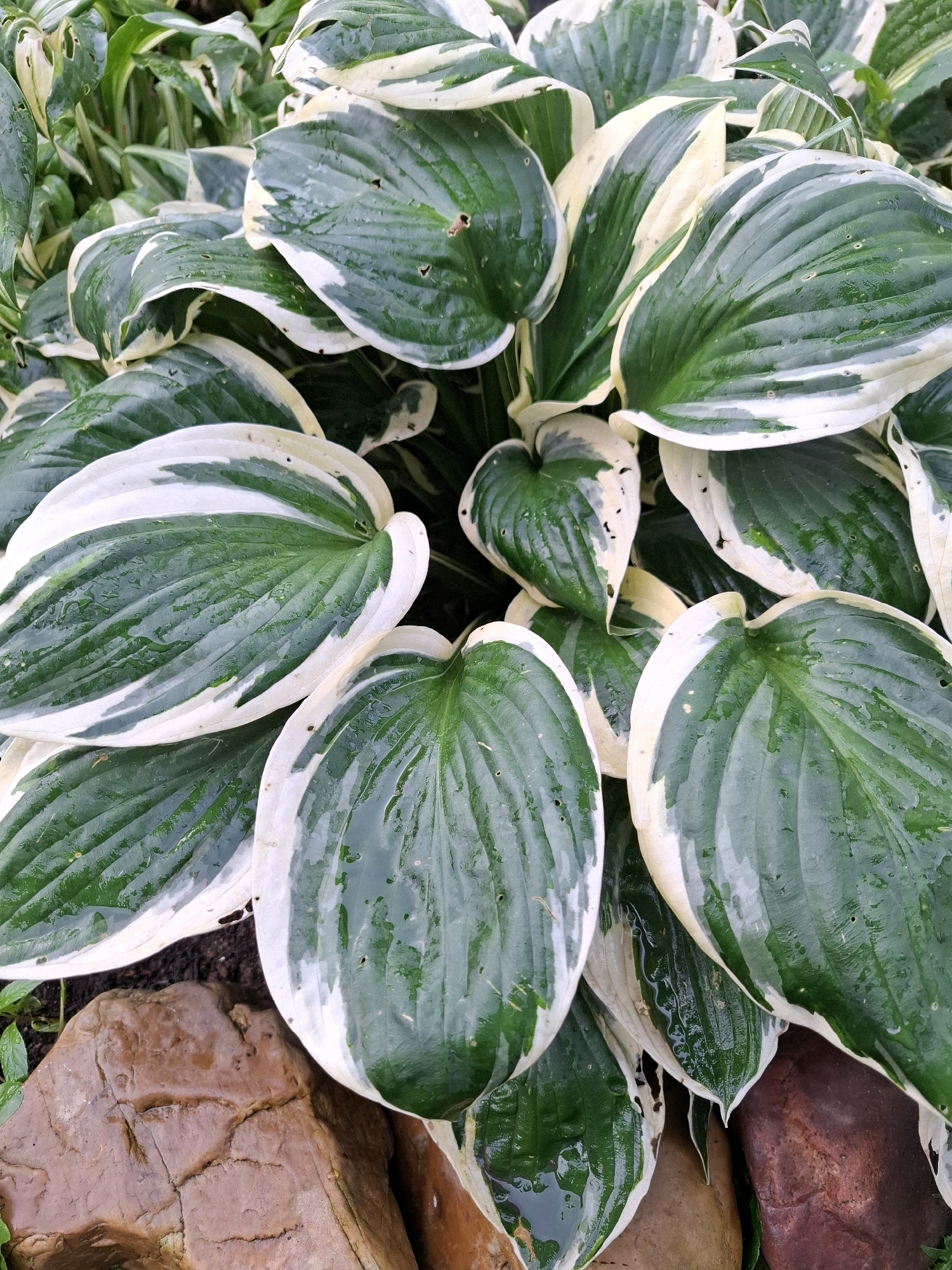 The image shows a close-up view of a hosta plant with variegated leaves, featuring a dark green center and white margins. The leaves are wet, suggesting it may have recently rained or been watered. Several large, textured rocks are visible in the foreground, lying on dark soil. The background is filled with more of the same hosta plants and other greenery. The scene depicts a garden or landscaping element, likely in a residential or public park setting. The image does not contain any people or depict any actions or interactions. The location of the image in the city of Tyumen, Russia, is not visually evident from the provided image.