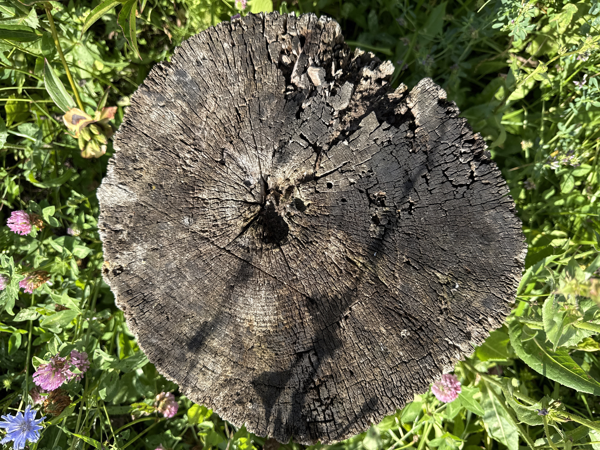 A close-up, top-down view captures the weathered surface of a tree stump. The stump is rough, with distinct growth rings and visible cracks, indicating age and exposure to the elements. Sunlight casts shadows across the wood, highlighting its texture. The stump is surrounded by vibrant green foliage, with hints of pink clover flowers and a single blue chicory flower visible. The scene appears to be outdoors, likely in a natural or semi-natural setting. The location of Малдыкасы, Russia, is not directly depicted in the image itself, but this context provides geographical information. There are no people or animals present in the image, and no specific actions or interactions are occurring. The environment is characterized by the contrast between the dark, textured wood of the stump and the bright, lively greenery of the surrounding plants.