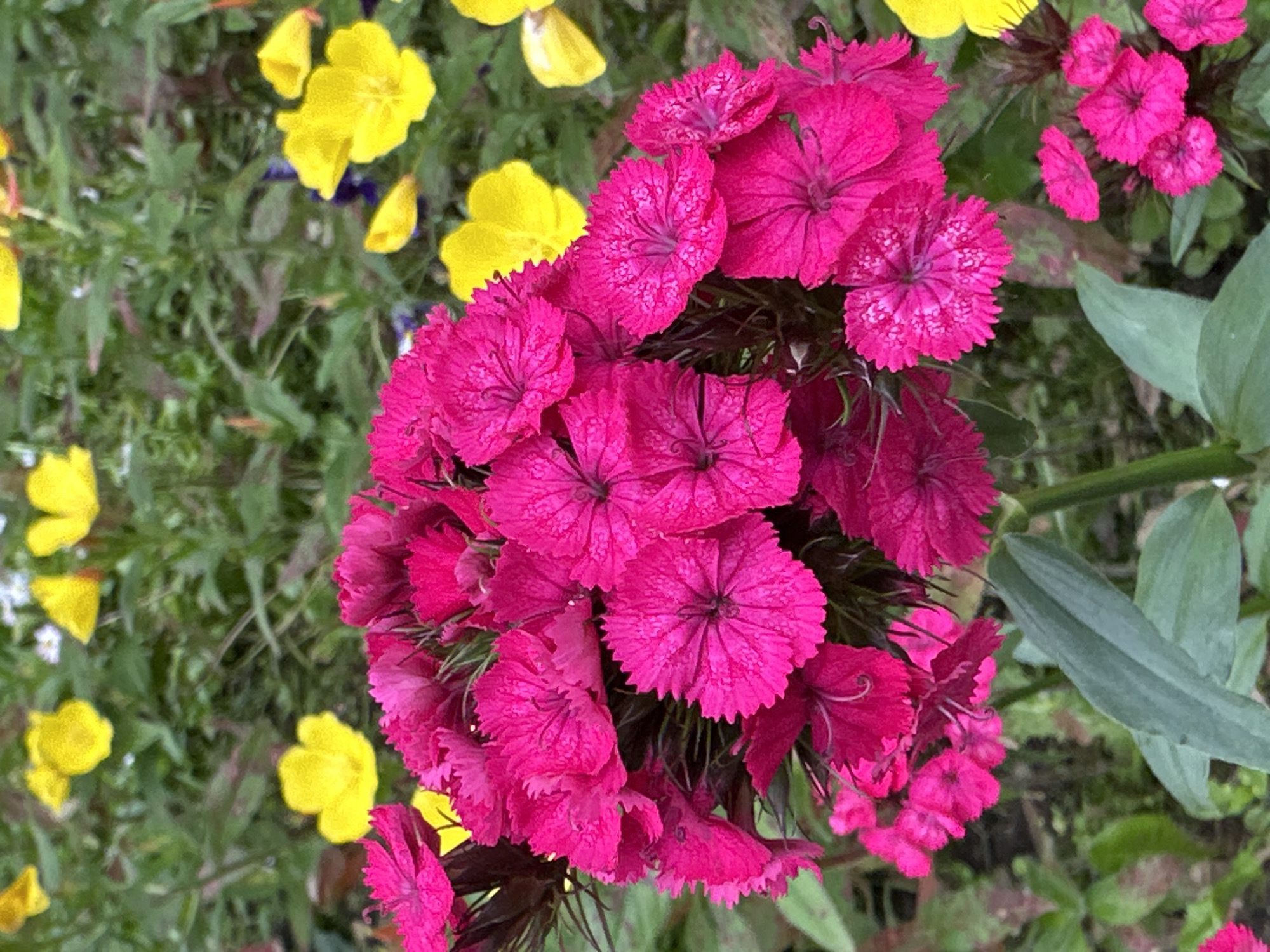 This is a close-up, high-angle, eye-level shot of bright pink dianthus flowers clustered together, with yellow flowers and green foliage in the background. The dianthus flowers are the primary subject, taking up most of the frame. Their petals are deeply notched, and some have a lighter pink, almost white, pattern in the center. The yellow flowers, appearing to be primroses or a similar type, are scattered throughout the background, providing a contrasting splash of color.
The scene appears to be a garden or a natural setting with a variety of flowering plants. The lighting suggests it is daytime, with soft, diffused light, possibly indicating an overcast day or a shaded area. There are no people or specific objects other than the flowers and plants. The overall mood is one of natural beauty and vibrancy.
The location context of Chaikovsky, Russia, suggests a temperate climate where such flowers would bloom. The image captures a moment of natural growth and beauty, likely during the spring or summer months when these flowers are in season. No text is visible in the image.