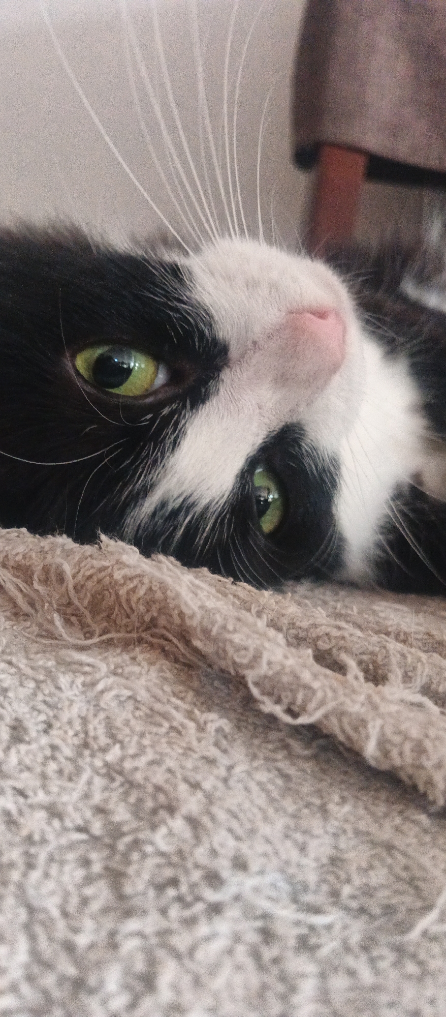 The image is a close-up, low-angle shot of a black and white cat's face, lying on its side and looking towards the camera. The cat's fur is predominantly black with white markings on its face, including a white muzzle and white patches around its eyes. Its eyes are a striking green color, and its whiskers are long and white, fanning out from its muzzle. The cat's nose is a soft pink. The cat is resting on a textured, light brown surface, possibly a blanket or towel. The background is blurred and out of focus, with hints of a darker color suggesting furniture. The lighting is soft and natural, highlighting the texture of the cat's fur and the details of its face. There are no people or any specific urban elements visible in the image.