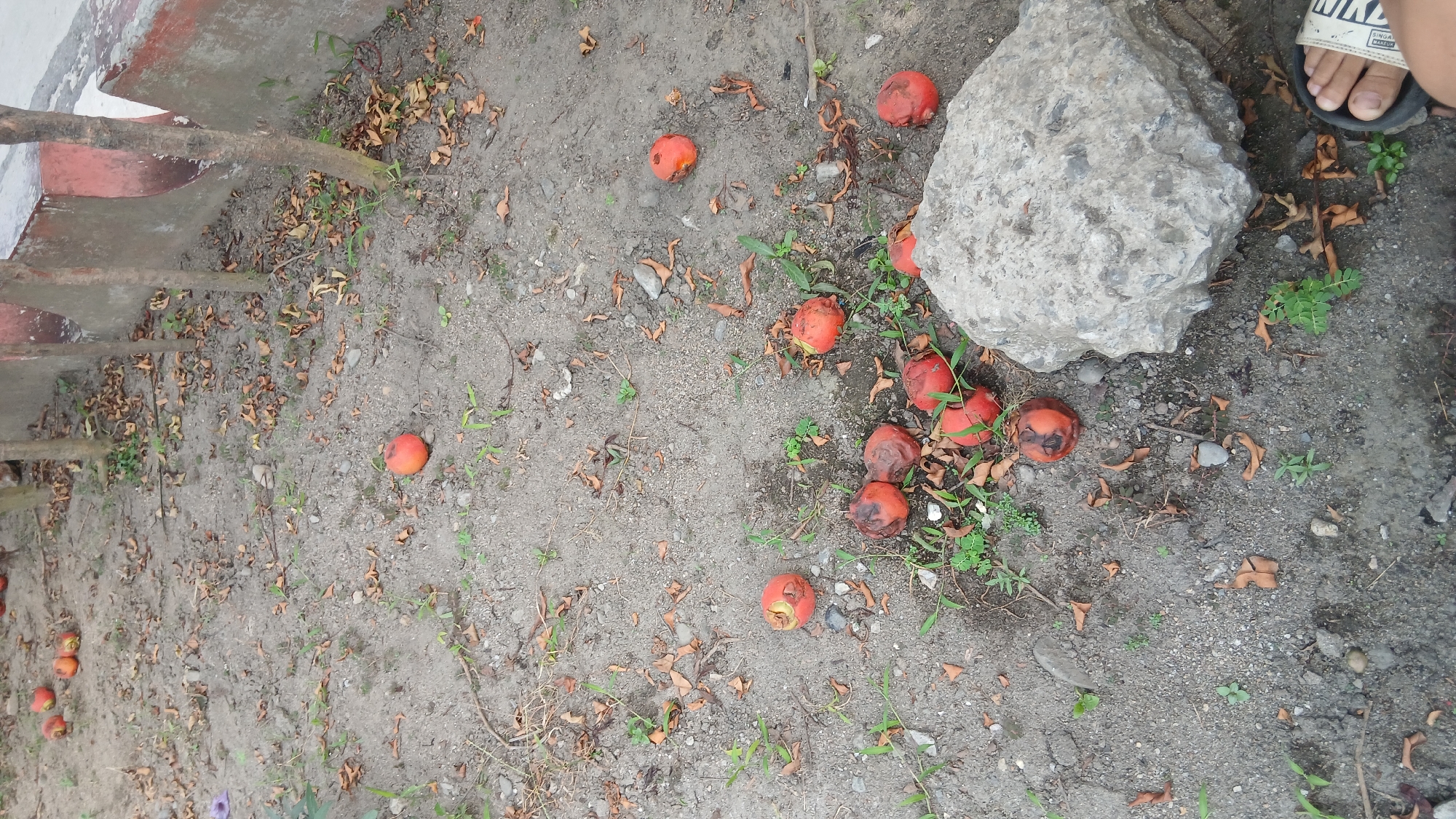 The image depicts an outdoor scene in a city, possibly in Medan, Indonesia, featuring a ground covered with dry leaves, small green sprouts, and several fallen fruits. The fruits are predominantly red and appear to be in various stages of decay, some showing signs of rot and browning. They are scattered across the dirt and gravel surface. In the background, a concrete wall with a pinkish hue is visible, alongside the bases of several tree trunks. To the lower right, a large, grey, rough-textured rock is prominent, and a person's bare foot wearing a black sandal is visible near the bottom edge of the frame. The overall impression is one of neglect and natural decay in an urban setting.