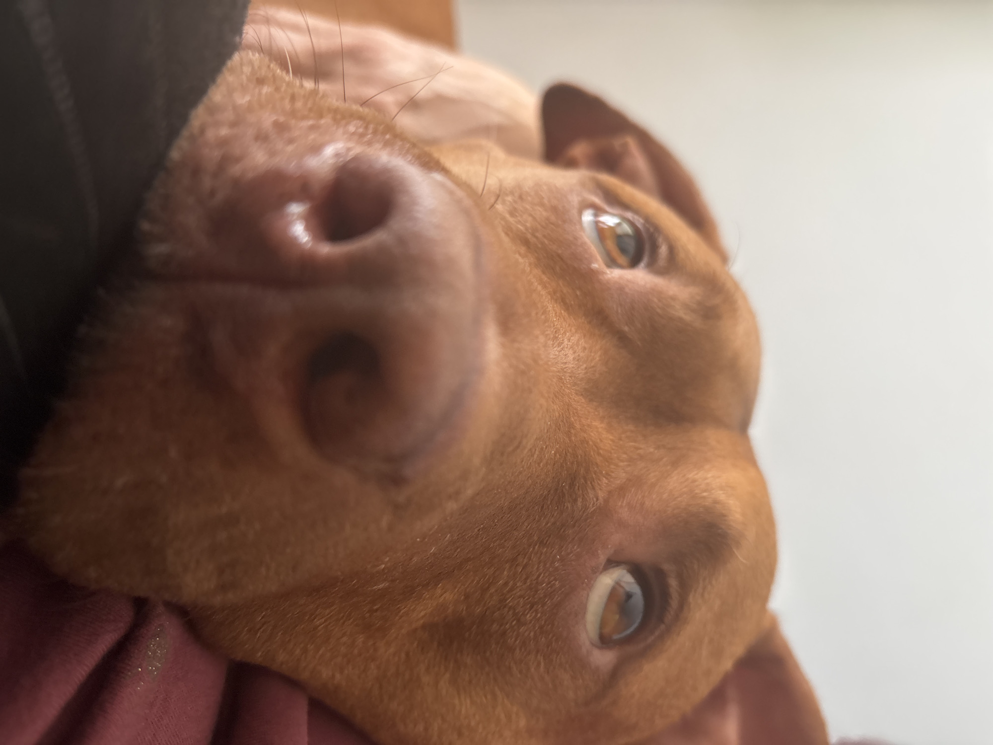 A close-up shot depicts a brown dog with amber eyes. The dog's nose is prominently featured in the foreground. The dog is resting its head on a person's arm. The background is blurred and indistinct. The location is not discernible from the image.