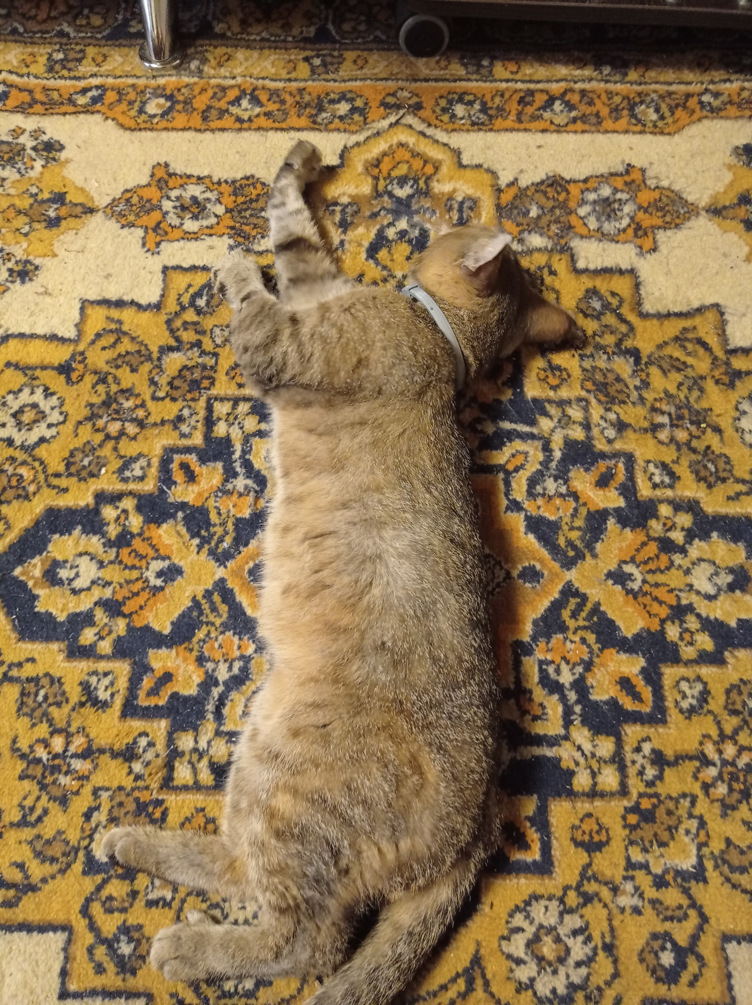 A tan and grey tabby cat with a light blue collar is lying on its back on a rug with an intricate yellow, blue, and orange pattern. The cat's paws are raised in the air, and its eyes are closed. The rug is laid out on a floor, and a portion of a metal table leg is visible in the upper left corner of the image. The scene appears to be indoors, likely in a residential setting. There is no information to indicate this location is in Degtyarsk, Russia.