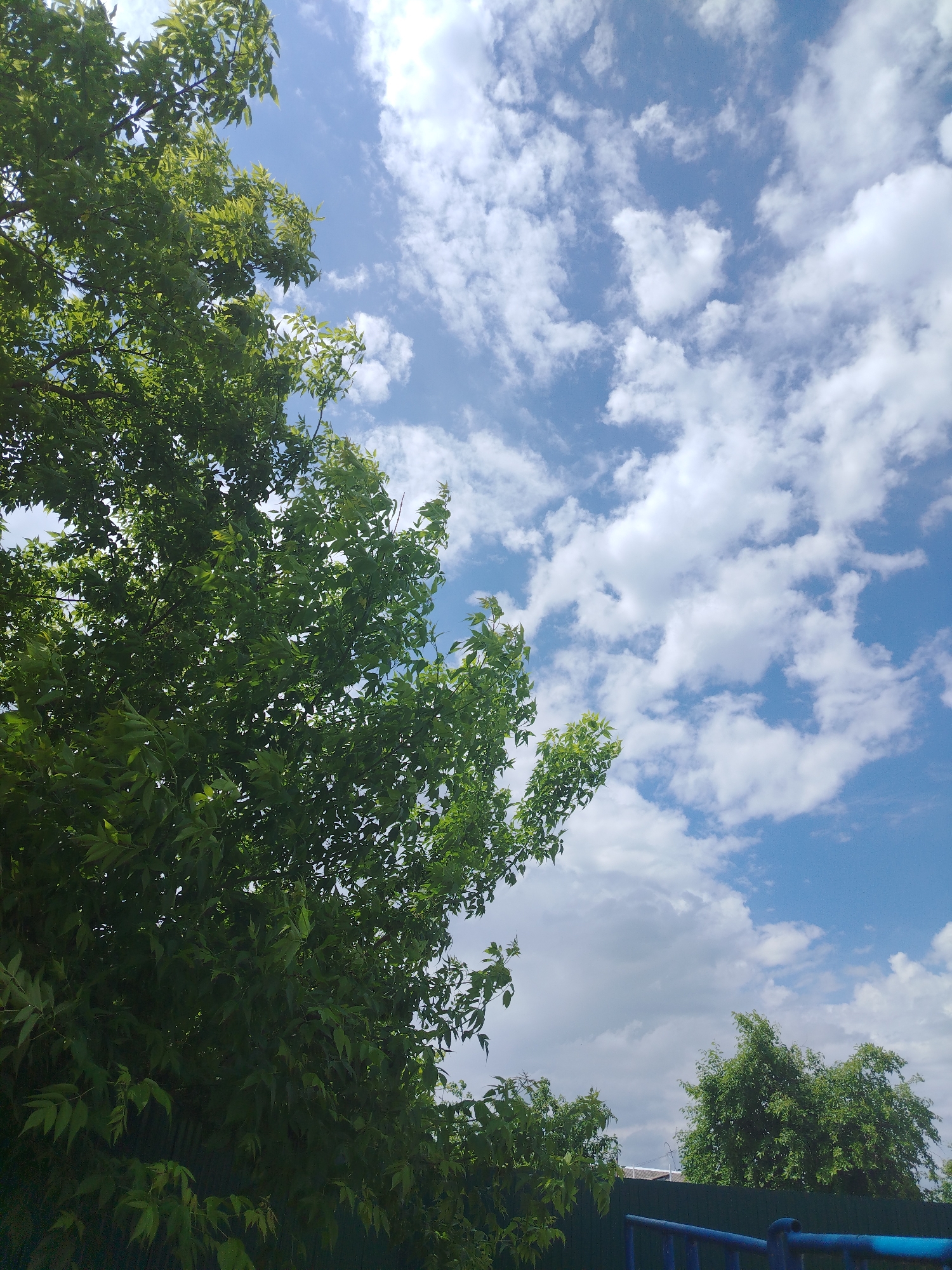 The image depicts an outdoor scene with a focus on lush green foliage in the foreground and a bright blue sky with scattered white clouds in the background. The foliage, likely from a large tree, occupies the left and central portions of the frame, obscuring the upper part of the image and creating a sense of depth. The leaves are vibrant green and appear healthy. The sky is a clear, light blue, punctuated by fluffy, cumulus clouds that are partially illuminated by sunlight. In the lower portion of the image, a dark green fence runs horizontally, and a blue railing or structure is visible in the very bottom right corner. The scene appears to be a residential or park area. The location is Klyuchi, Russia.