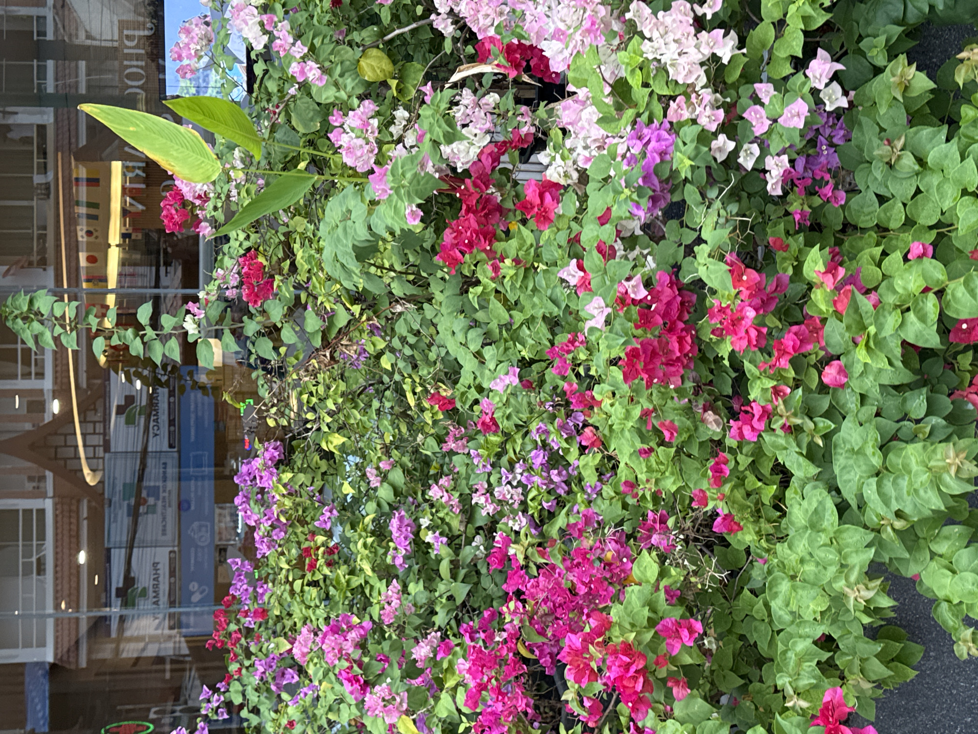 The image shows a dense display of vibrant bougainvillea flowers in various shades of pink, fuchsia, and purple, interspersed with lush green foliage. The flowers are in full bloom, creating a colorful and textured tapestry. Behind the flowers, a glass-fronted building is visible, reflecting the sky and the surrounding environment. The reflection shows signs with text in a foreign language, including what appears to be "PHARMACY" and symbols associated with healthcare. Flags are also visible in the reflection, suggesting an international location. The scene is likely a street-level view in the city of Patong, Thailand, given the architectural style and the presence of businesses catering to tourists and locals. There are no people visible in the immediate foreground, and the focus is entirely on the abundant floral display and the subtle hints of the urban environment behind it. The overall impression is one of natural beauty thriving in an urban setting.
