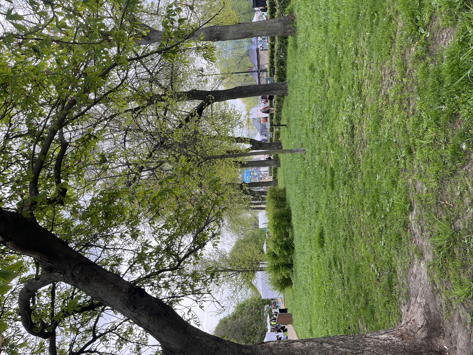 The scene shows a grassy area in a park in Saint Petersburg, Russia, likely in spring. The focus is on the trees in the foreground, with fresh green leaves. Further back, there are tents and a few people. The scene suggests an outdoor event or market is taking place in the park.