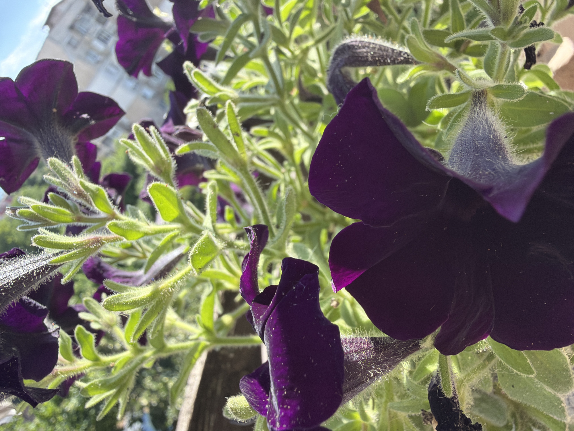 The image shows a close-up view of dark purple petunia flowers with green, fuzzy stems and leaves. The flowers are in focus in the foreground, with some blurred in the background. Sunlight is casting a glow on the plants. In the upper right corner, a blurred image of a building in Pazardzhik, Bulgaria, is visible, suggesting the flowers are likely in a garden or on a balcony within the city. There are no people or animals present in the image.