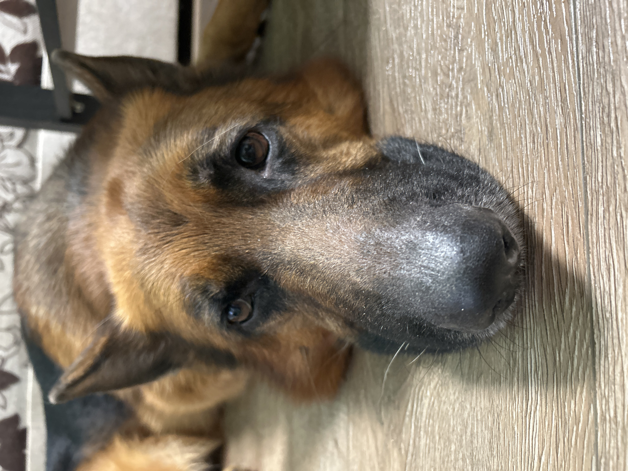 The media file is a close-up, portrait-style shot of a German Shepherd dog lying down on a wooden floor. The dog's head and upper body are visible, with its face angled towards the camera. The dog has typical German Shepherd markings: a black muzzle, tan fur around its eyes and muzzle, and brown fur on its head and ears. Its eyes are dark and appear to be looking forward. The lighting suggests it's daytime, possibly indoors, as there is no direct sunlight or indication of outdoor weather. The background is a plain wooden surface, with a hint of what looks like patterned fabric and a dark object (possibly furniture) to the left, indicating an indoor setting. The dog appears relaxed and calm. There is no visible text in the image.