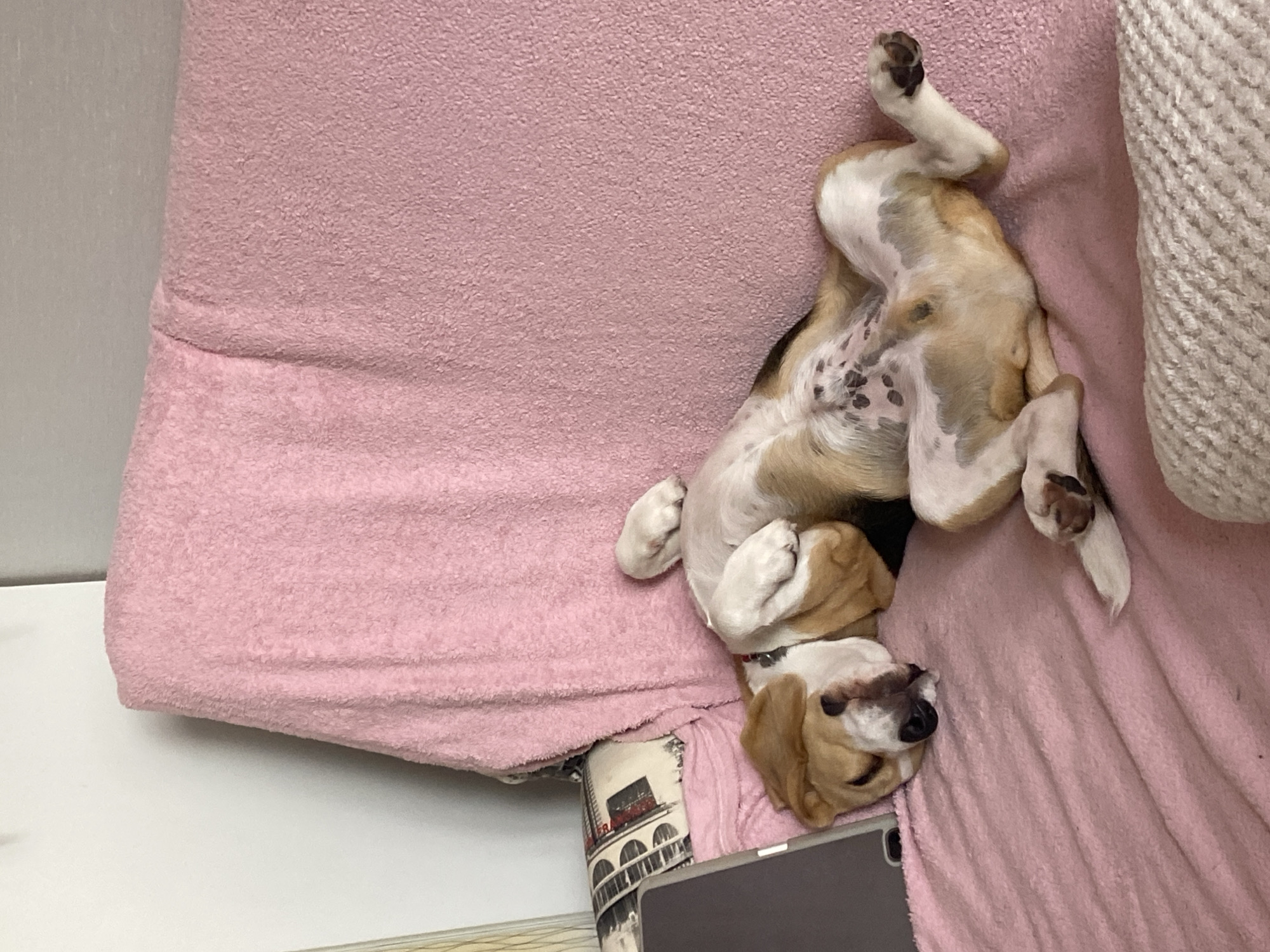 A beagle is sleeping on its back on a pink couch. The dog's legs are in the air, and its belly is exposed. Its eyes are closed, and its mouth is slightly open. The couch is covered with a pink blanket. There is a pillow with a picture of a building on it behind the dog. A tablet is leaning against the pillow. The background is a plain wall. The location is not specified as being in Perm, Russia.