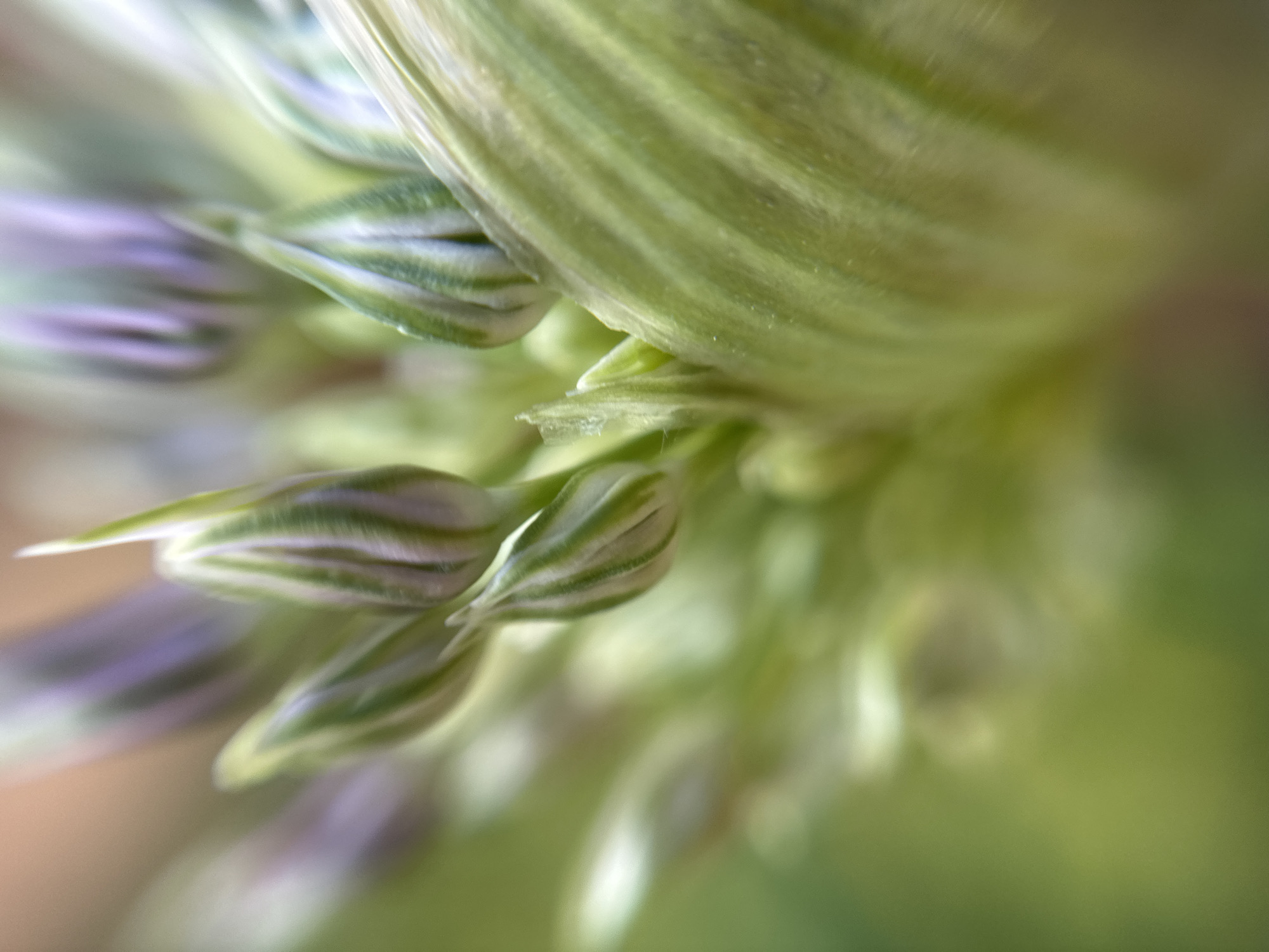 The image is a close-up photograph of a plant head with green and purple striped leaves. The focus is narrow, blurring the background. The plant appears to be in its early stages of growth. The location is unknown, and there is no information about Nizhny Novgorod or Russia in the image. There are no people visible in the photo.
